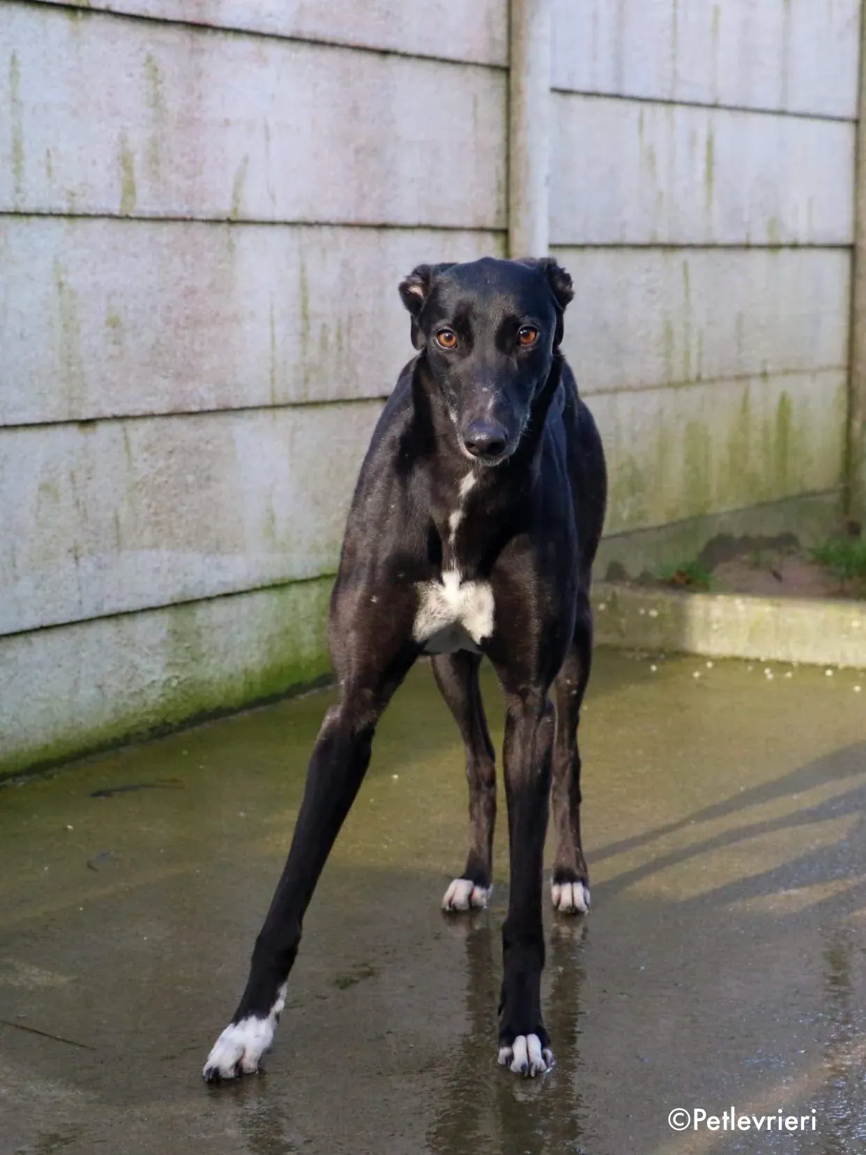 dream adozione levrieri greyhound 2