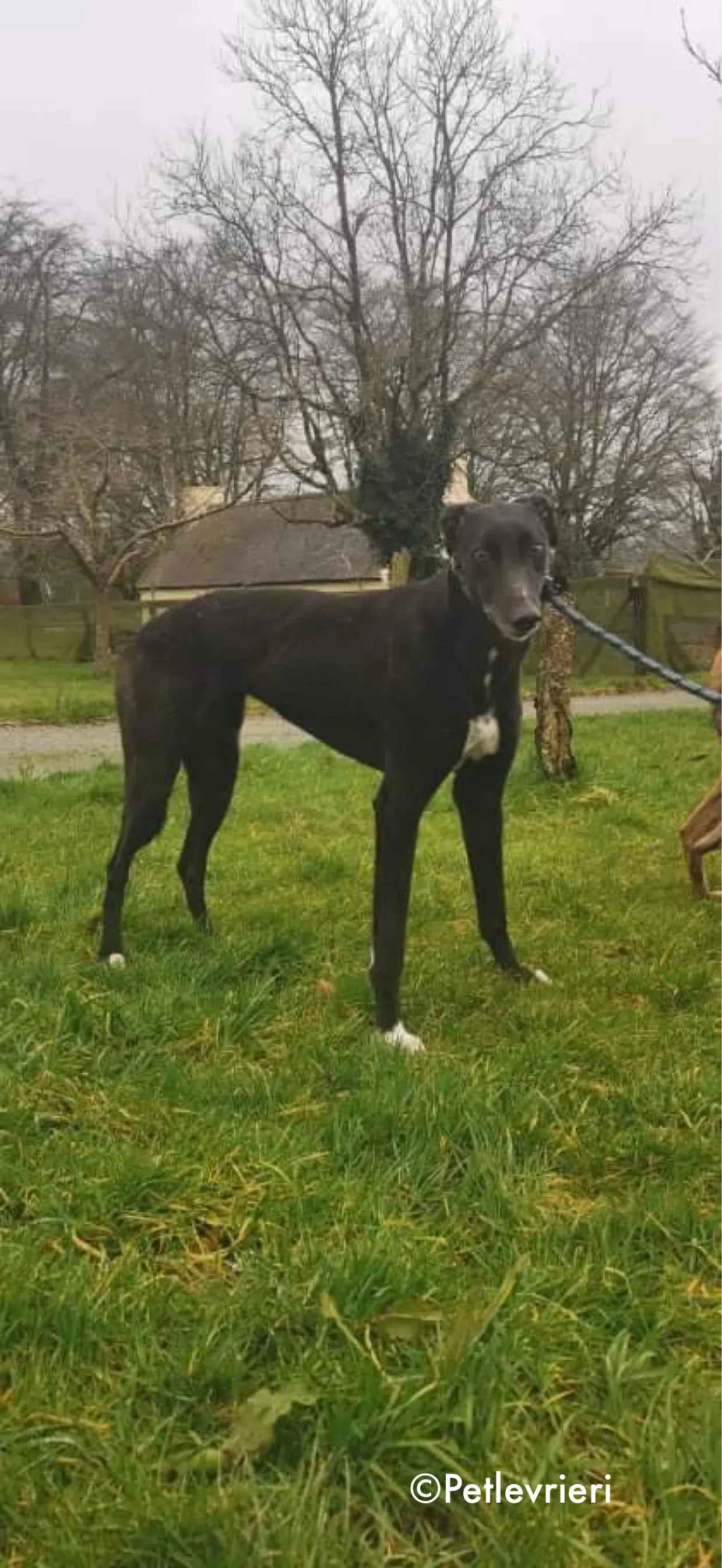 dream adozione levrieri greyhound 4