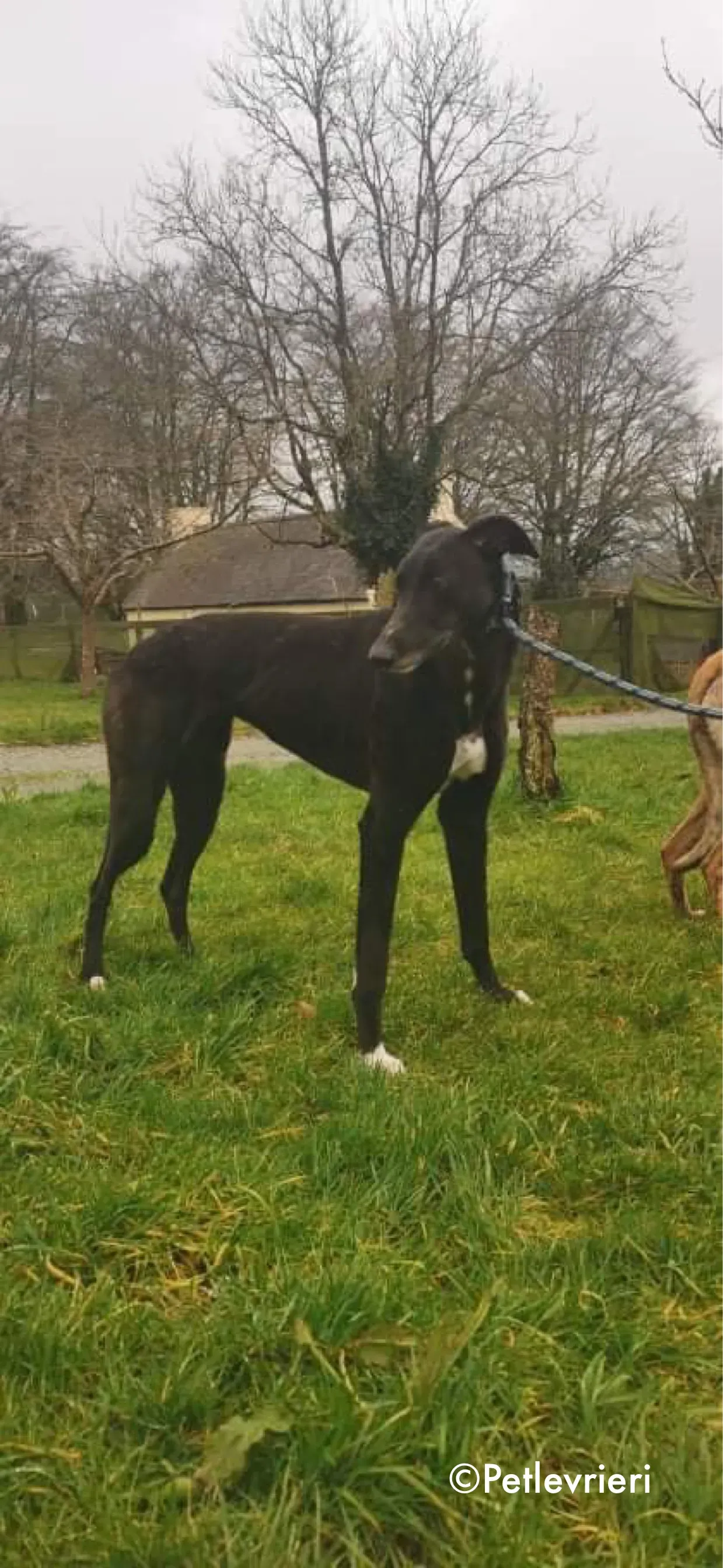 dream adozione levrieri greyhound 5