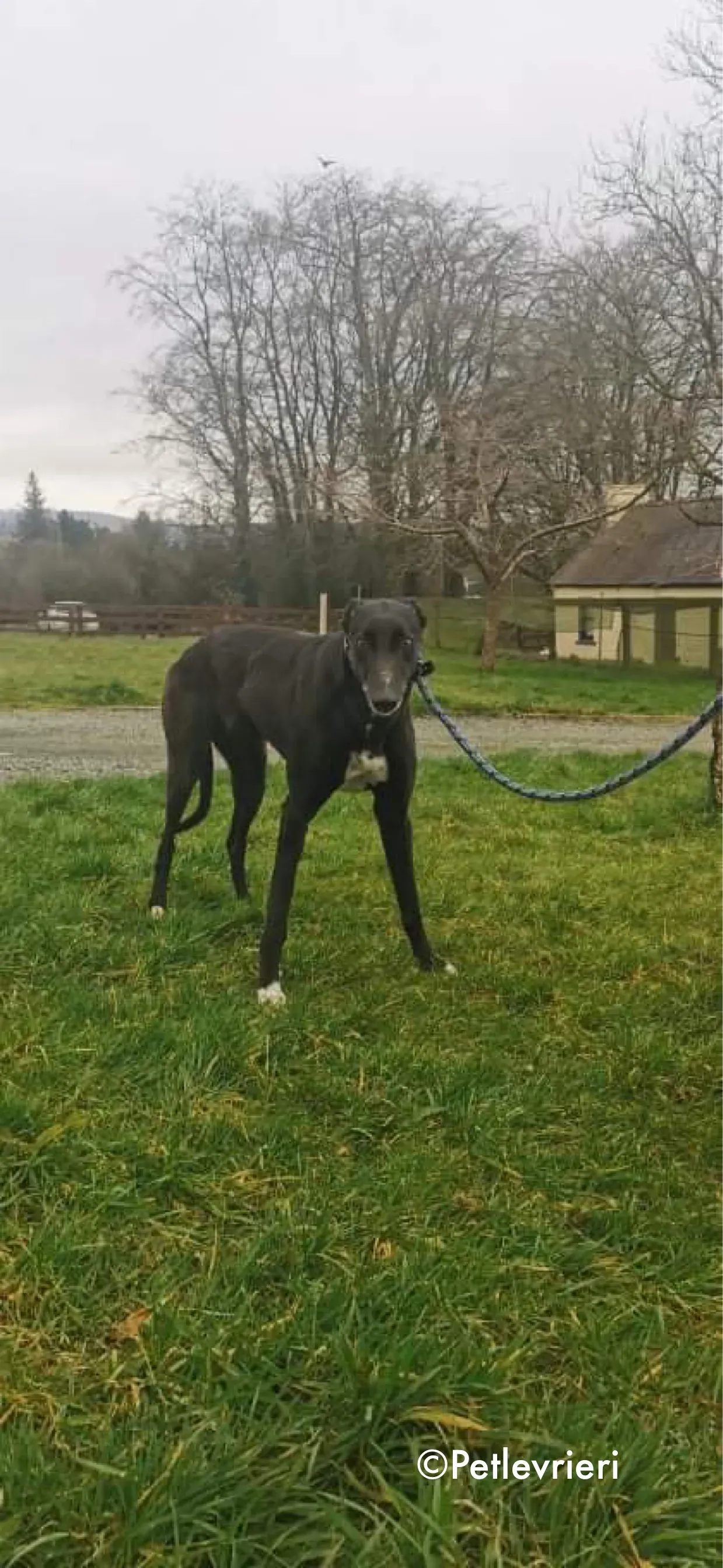 dream adozione levrieri greyhound 6