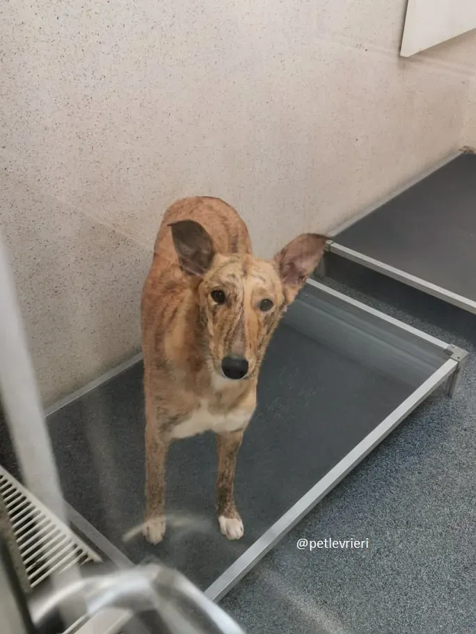 drizzle adozione greyhound 1