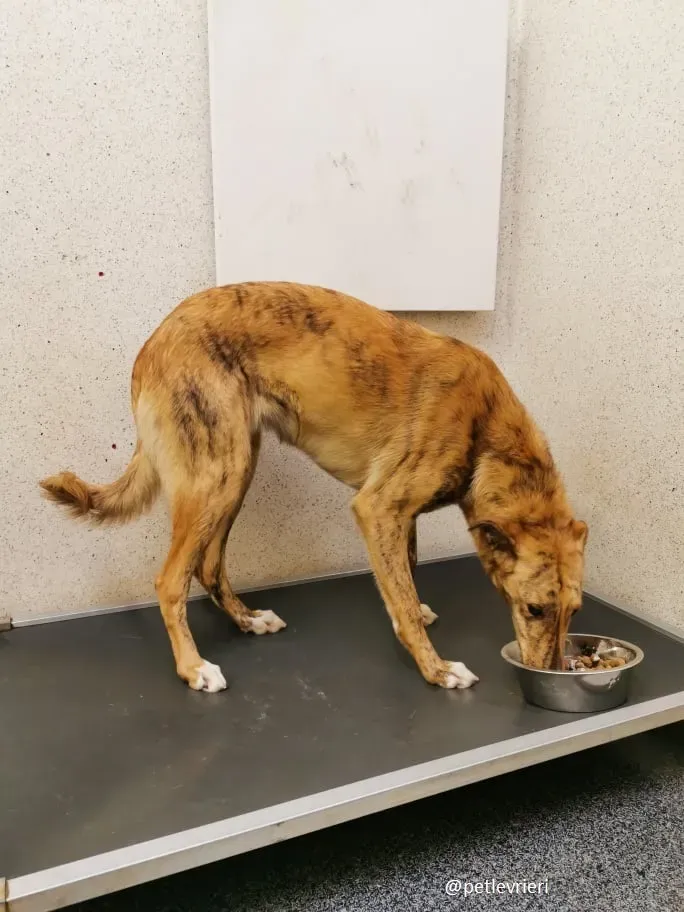 drizzle adozione greyhound 2