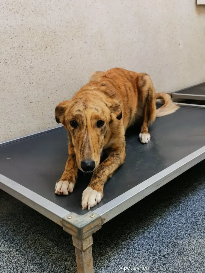 drizzle adozione greyhound 3