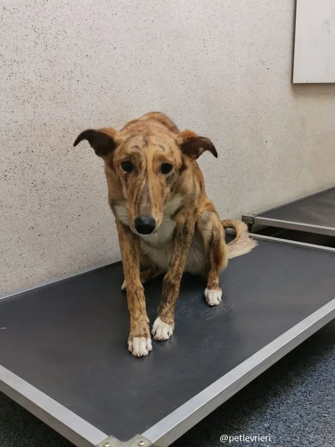 drizzle adozione greyhound 4