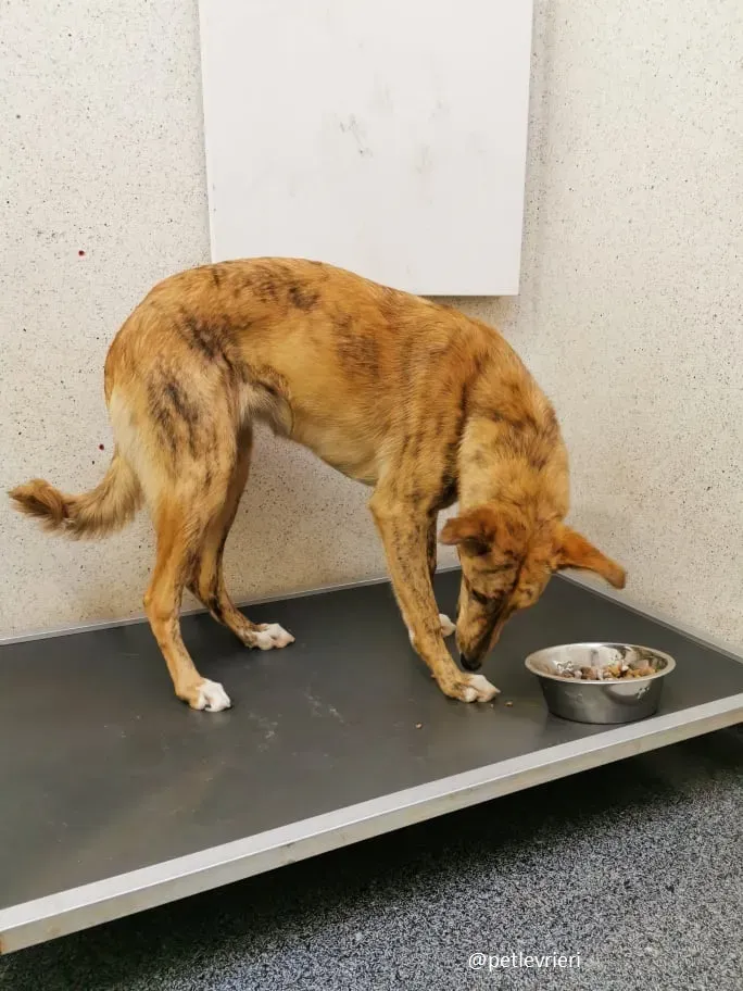 drizzle adozione greyhound 5