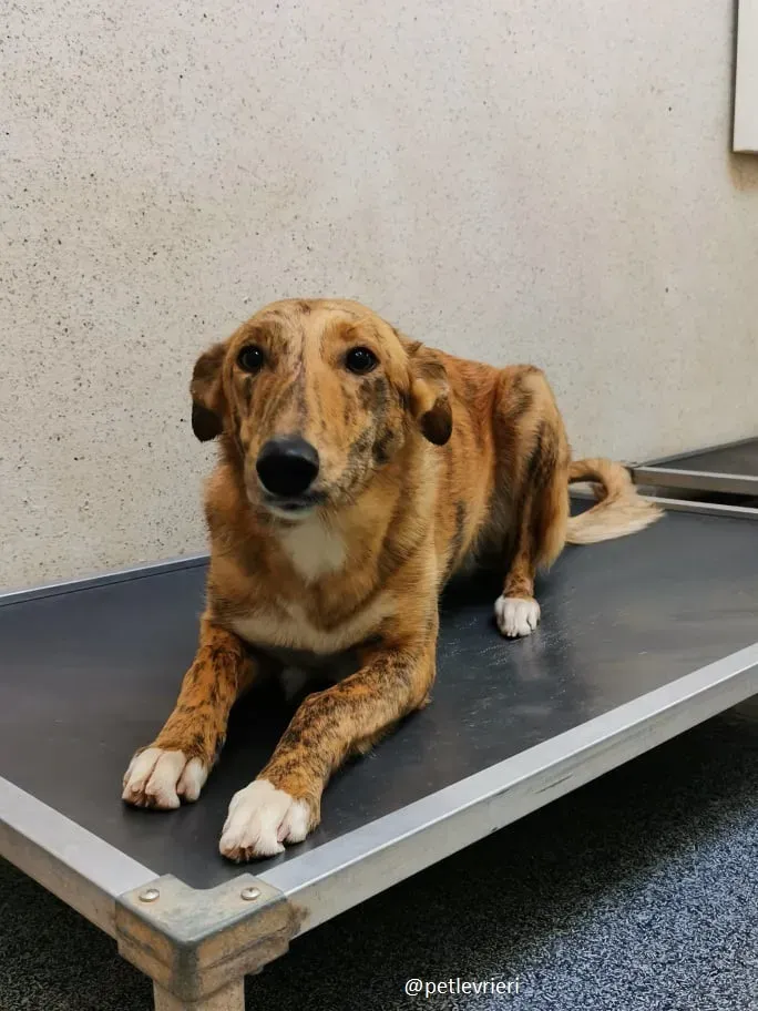 drizzle adozione greyhound