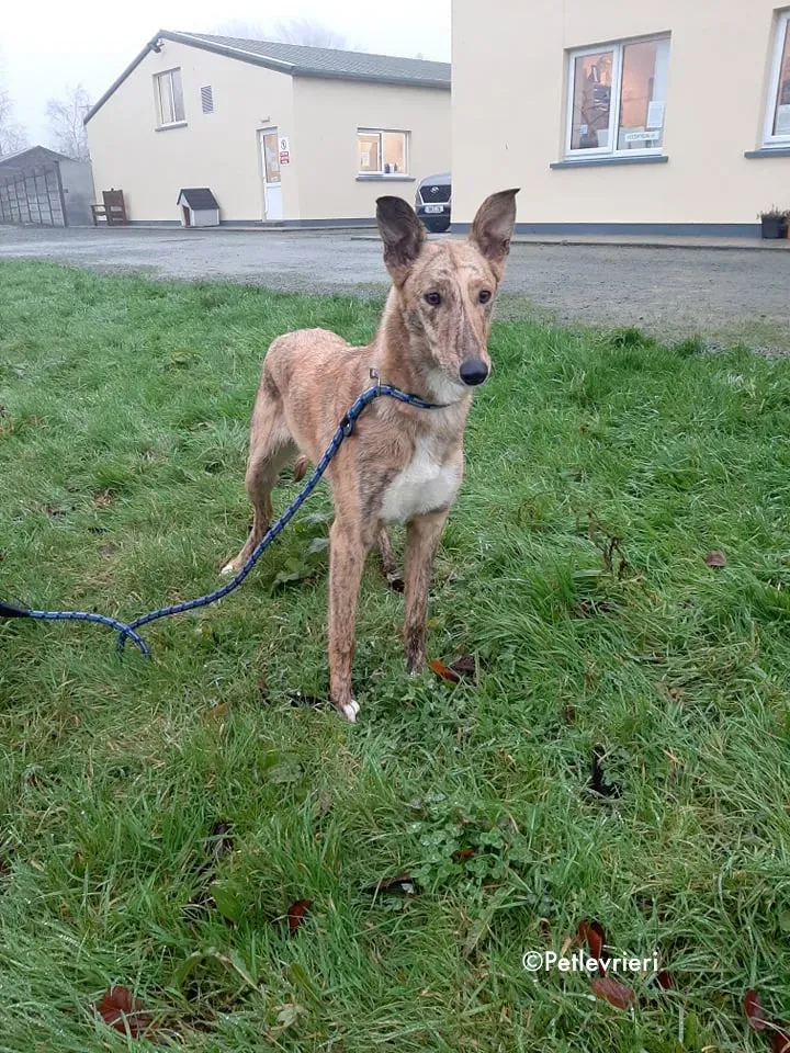 drizzle adozione levrieri greyhound 1