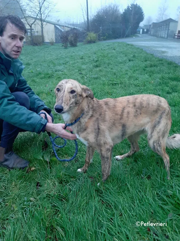 drizzle adozione levrieri greyhound 2