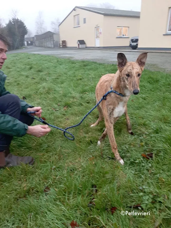 drizzle adozione levrieri greyhound 3