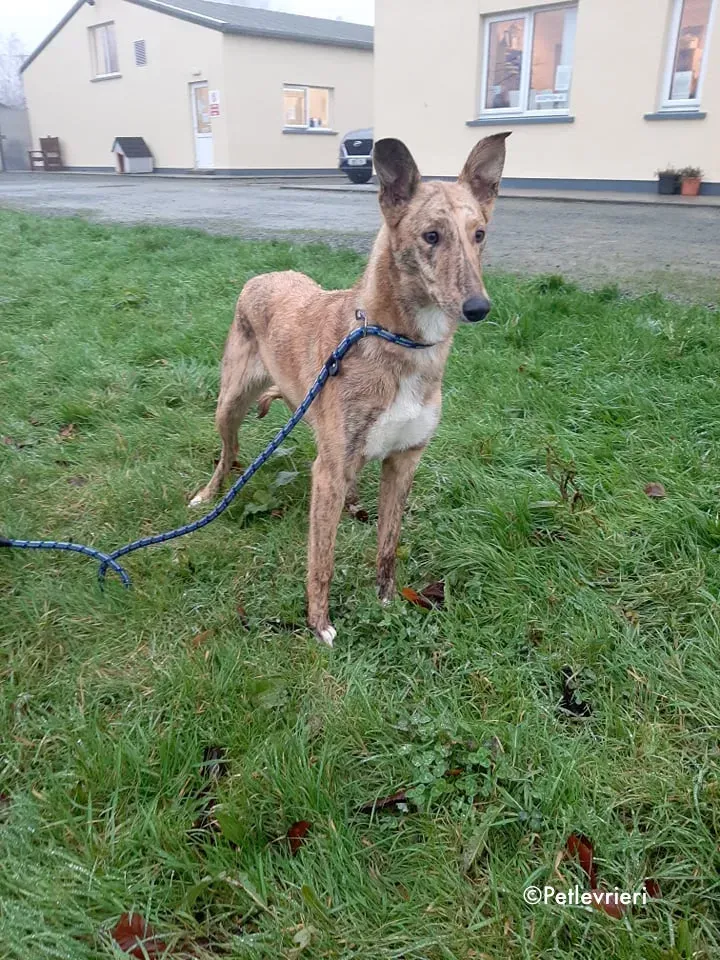 drizzle adozione levrieri greyhound 4