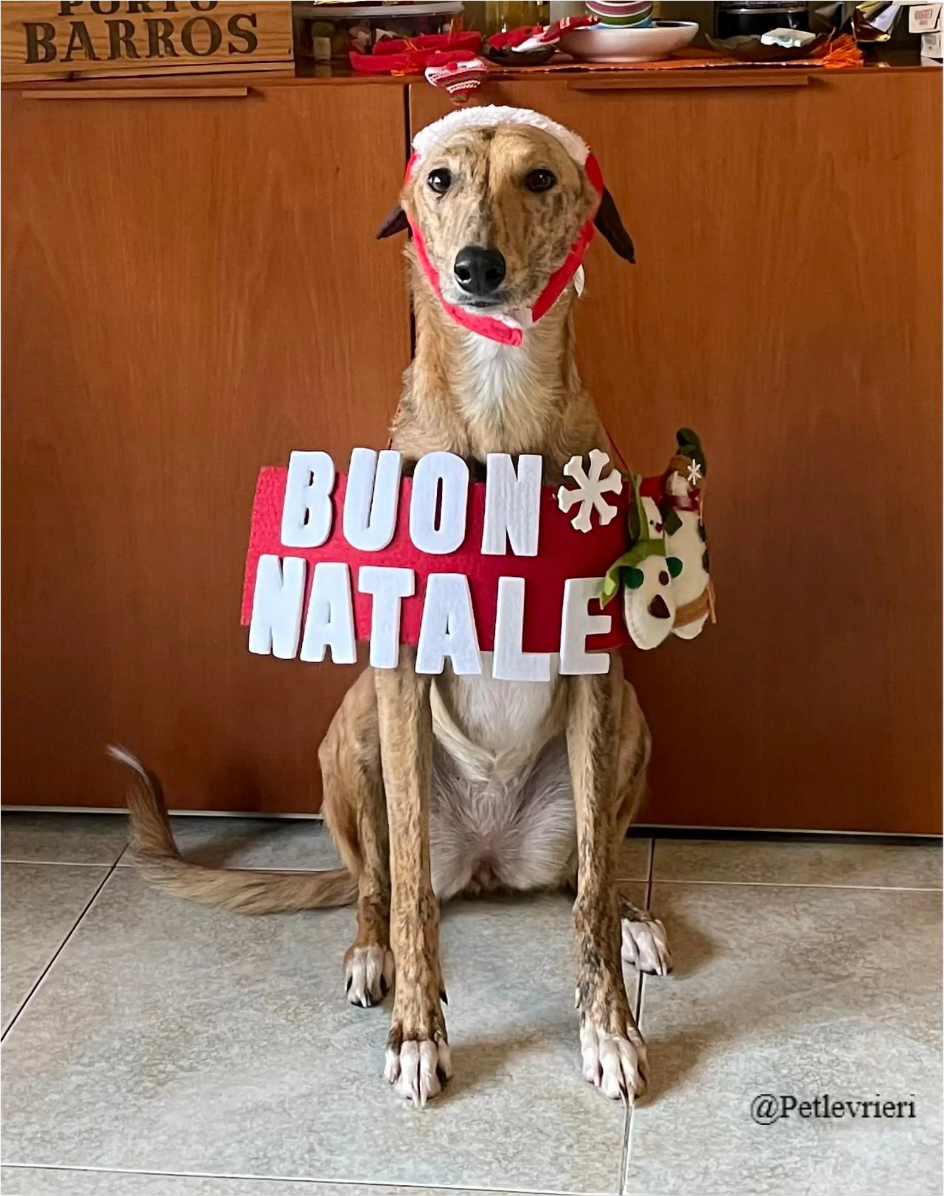 drizzle pet levrieri natale 2021