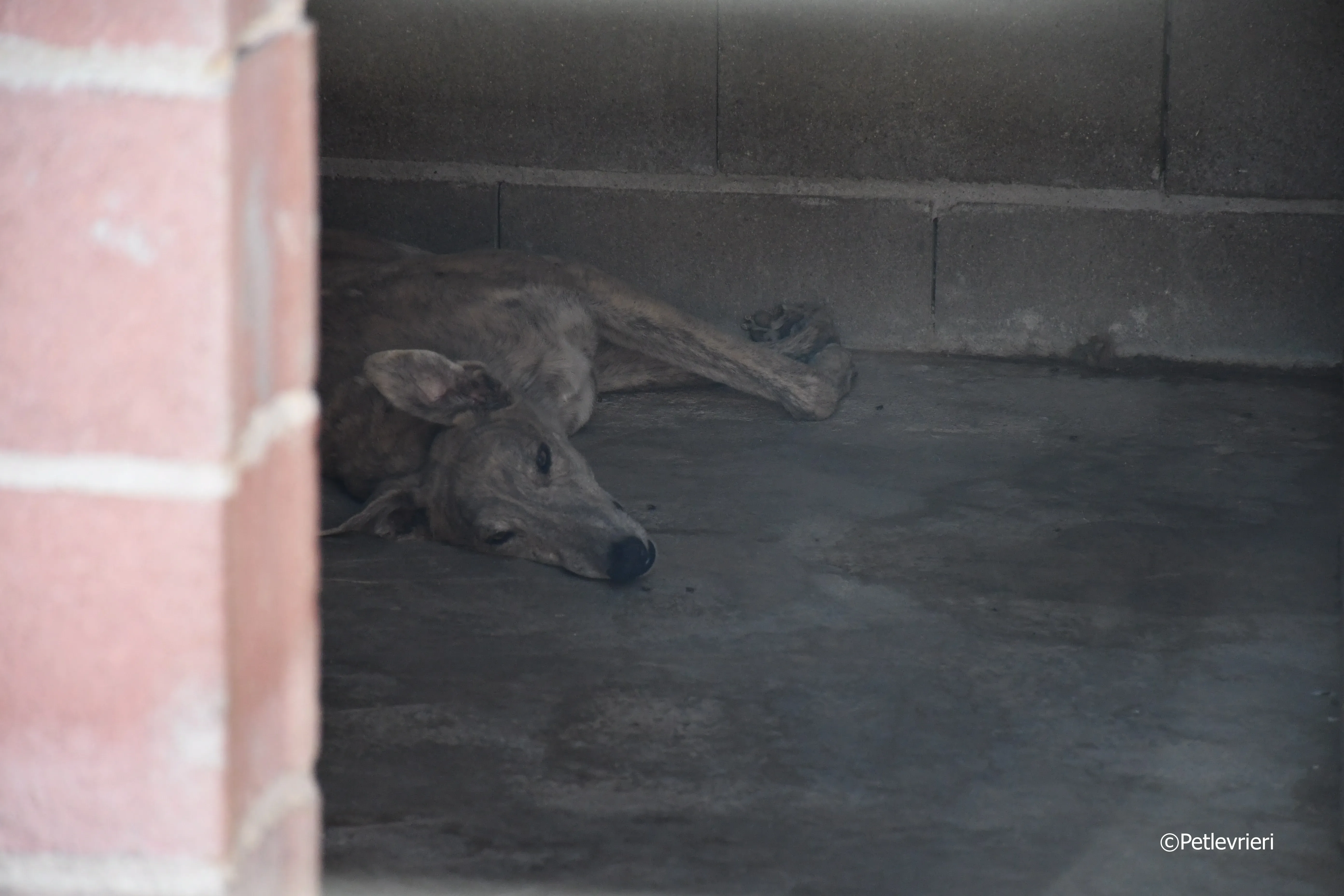duke adozione levrieri galgo 1