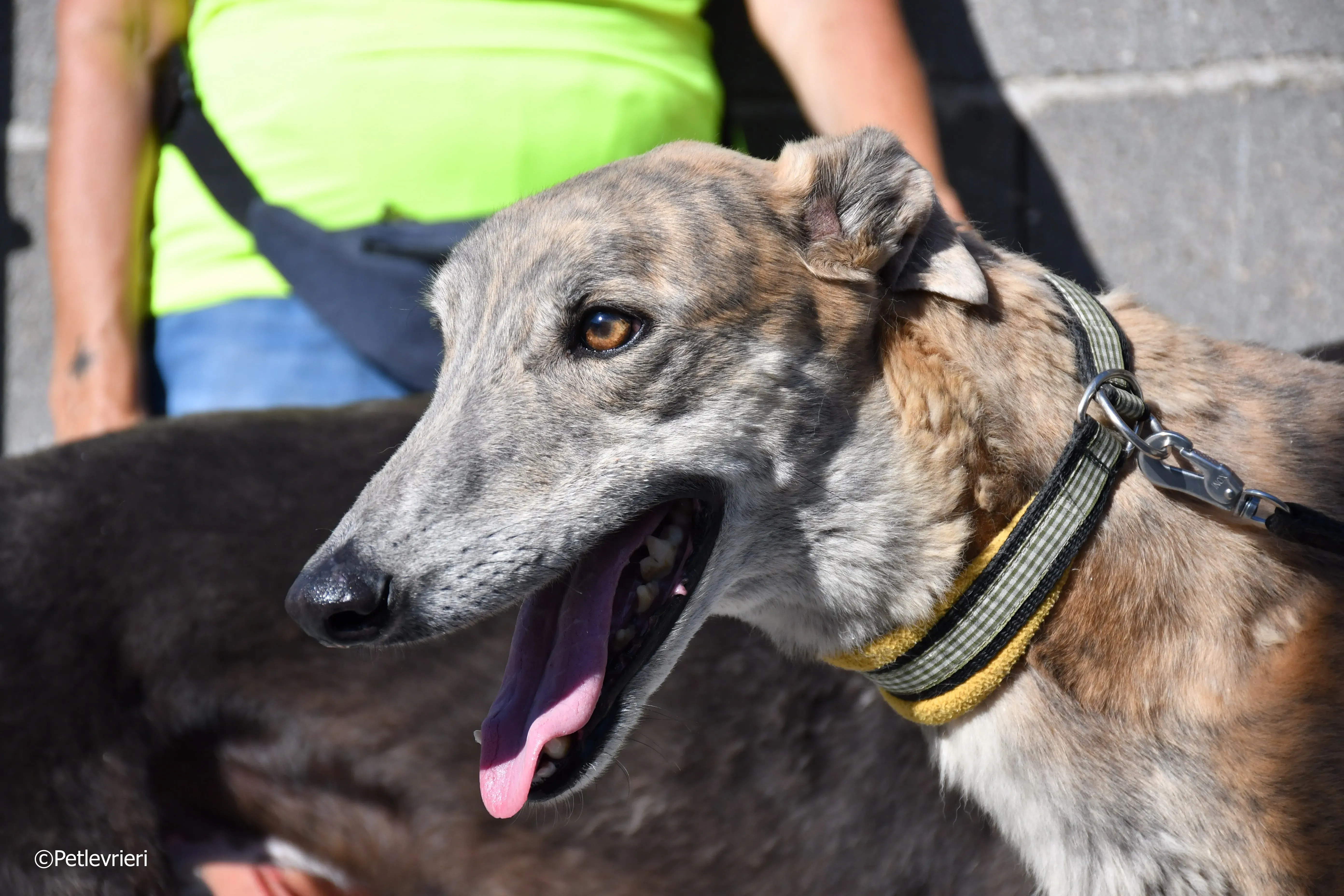 duke adozione levrieri galgo 10