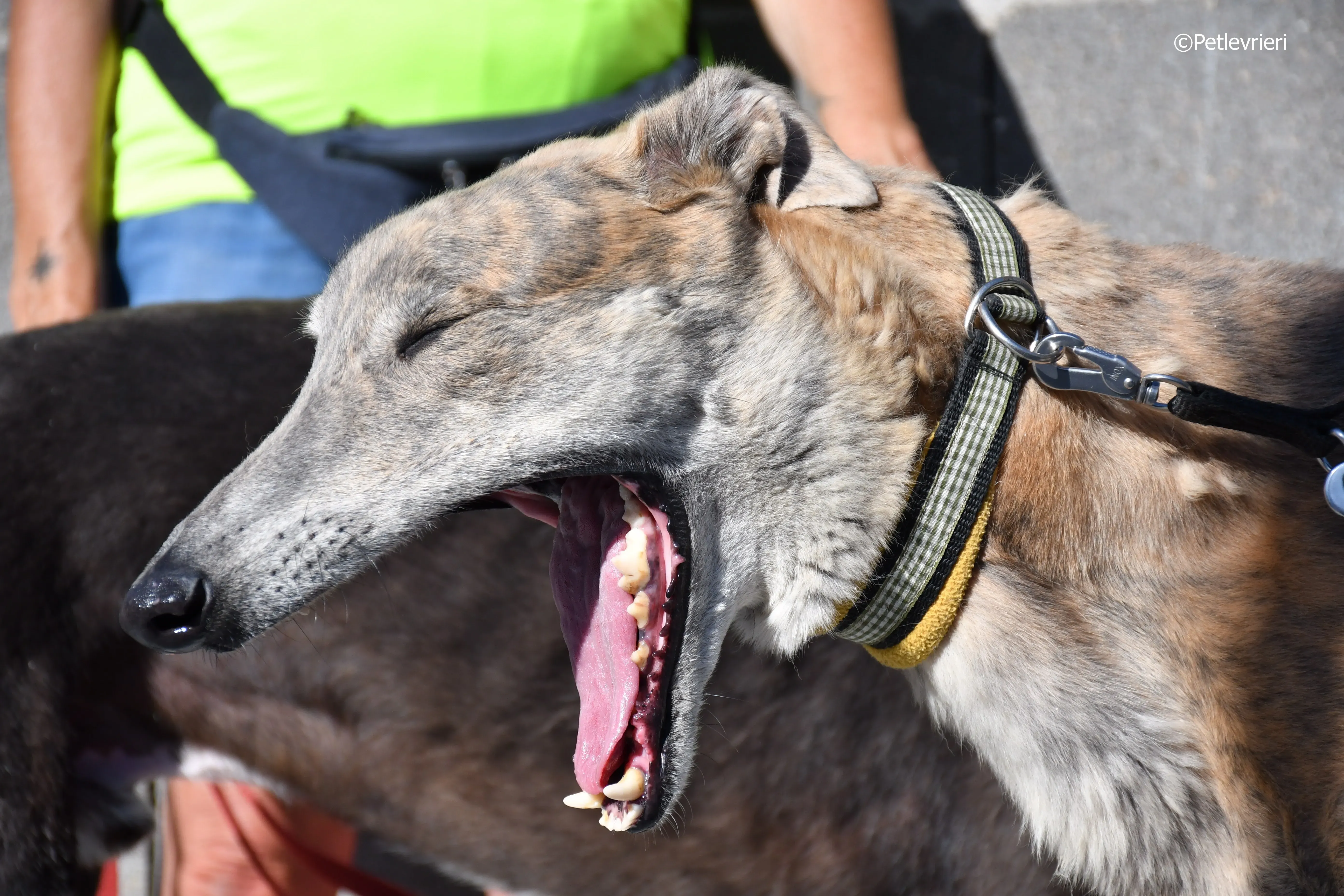 duke adozione levrieri galgo 11