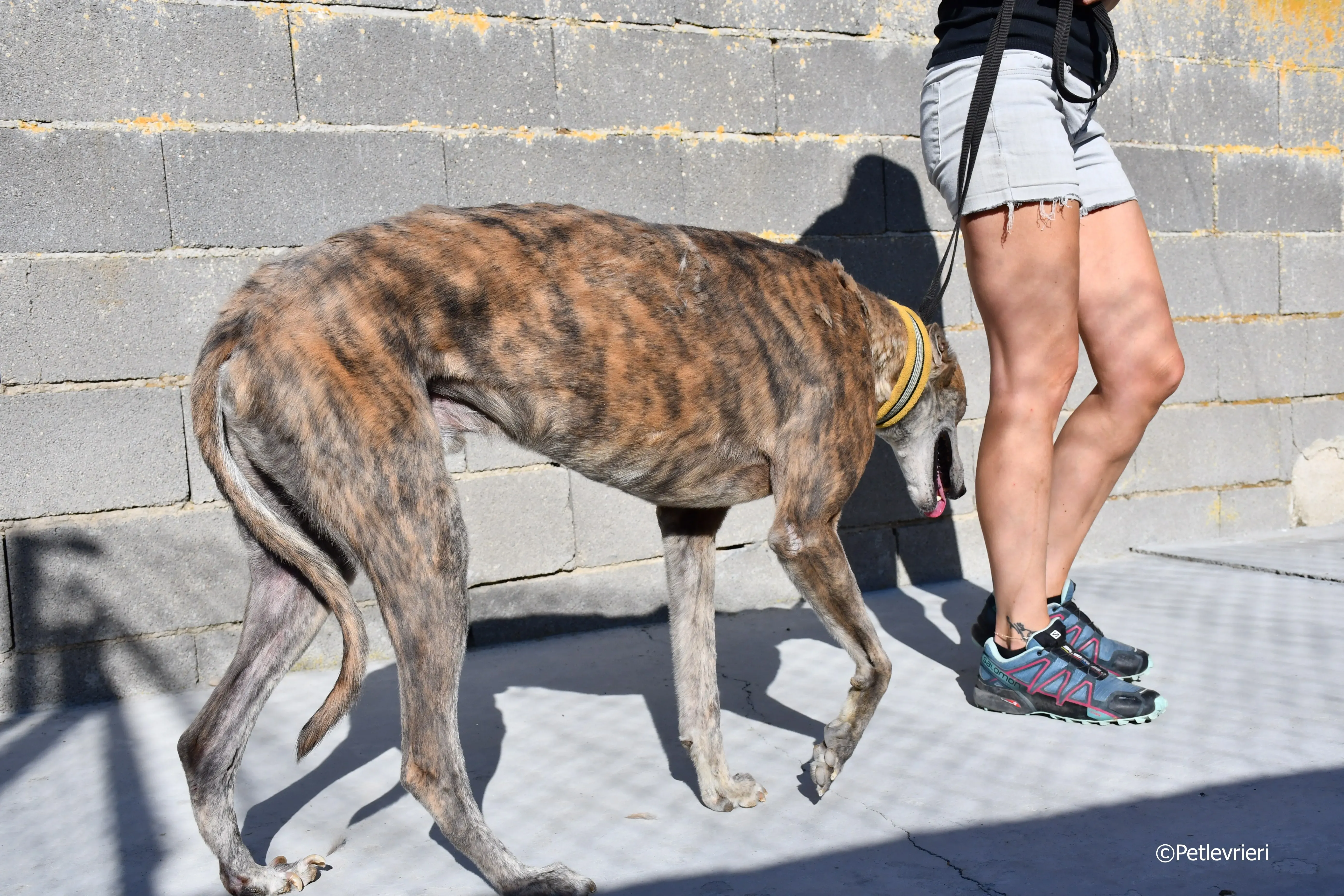 duke adozione levrieri galgo 12