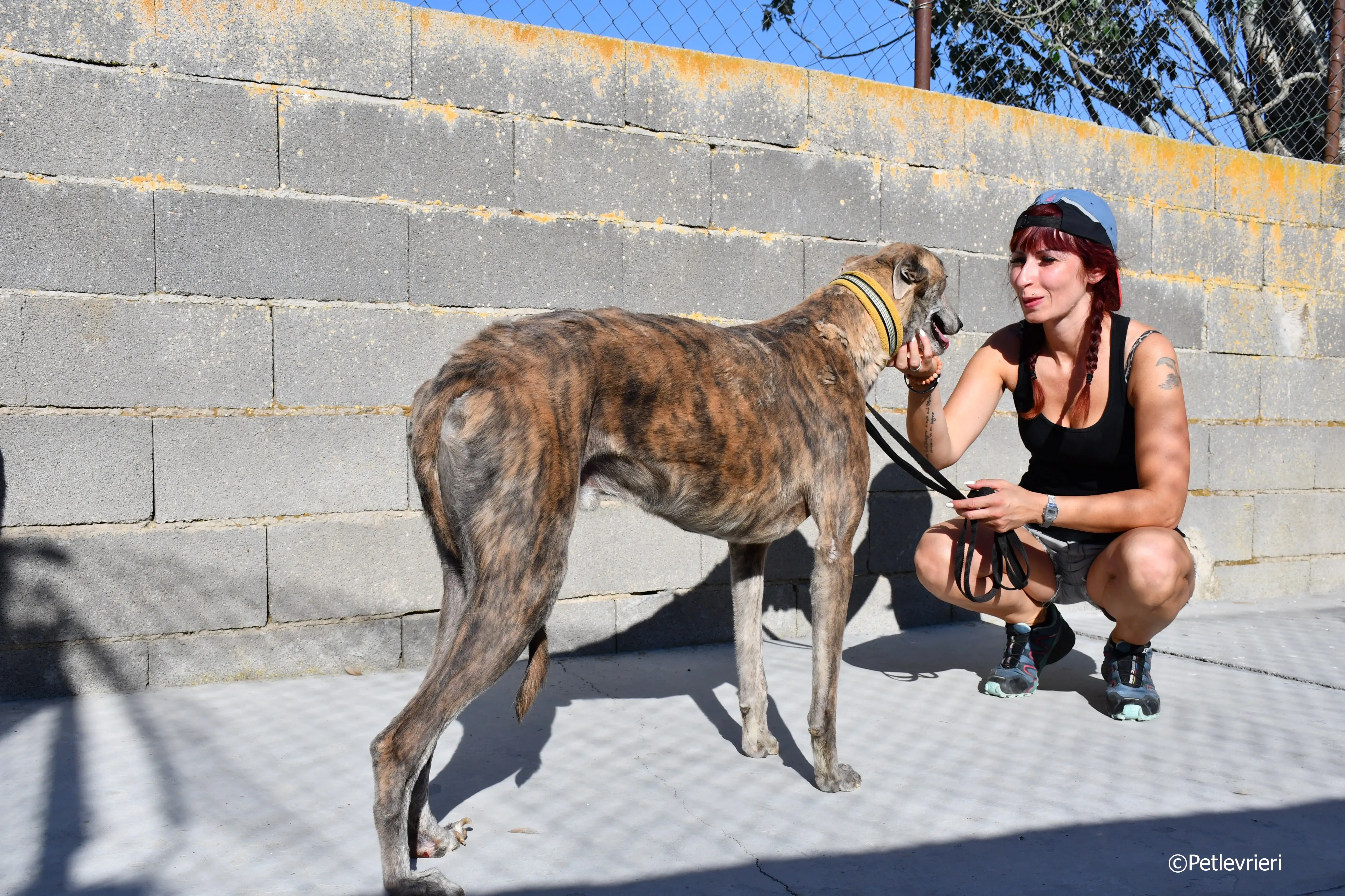 duke adozione levrieri galgo 13