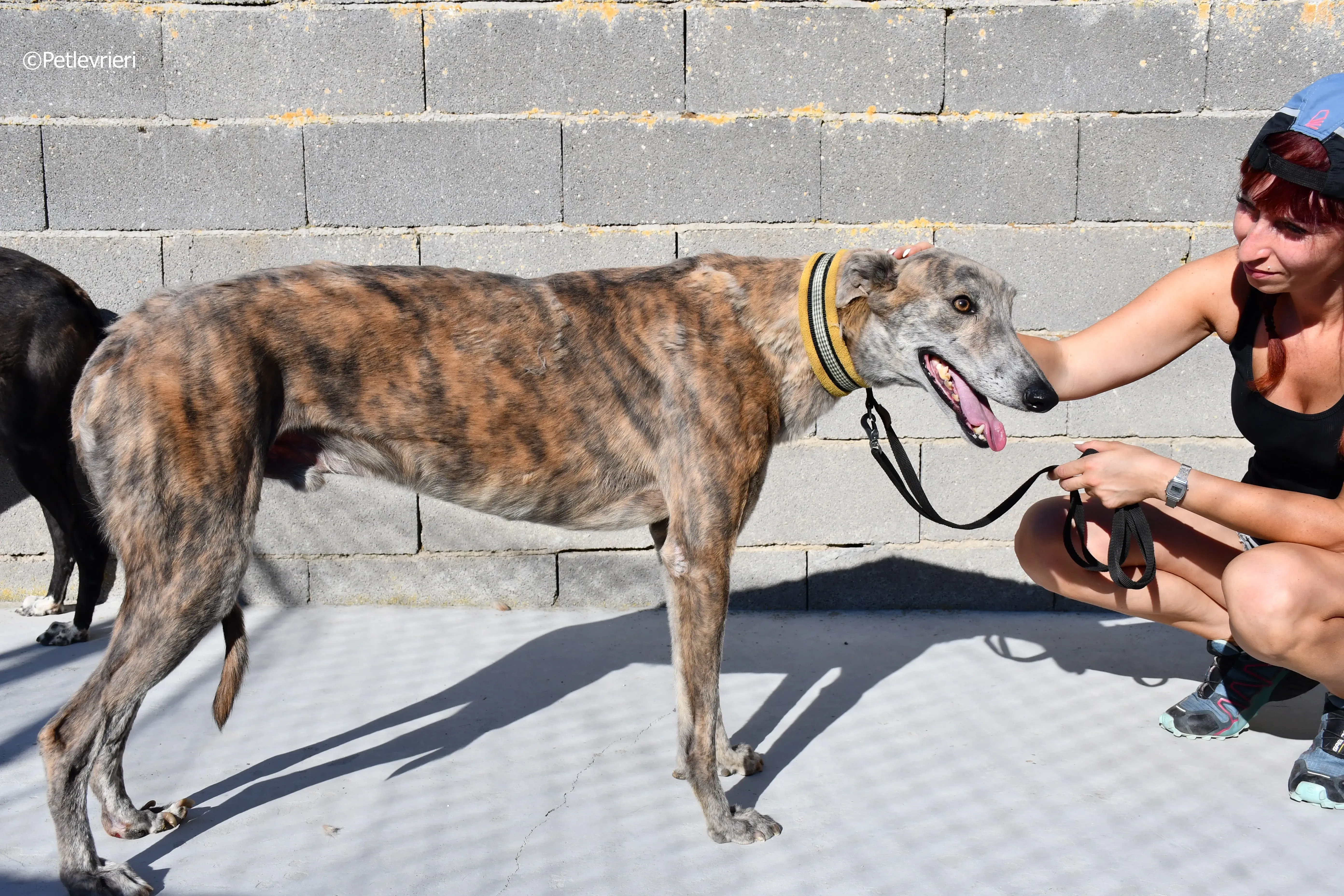 duke adozione levrieri galgo 14