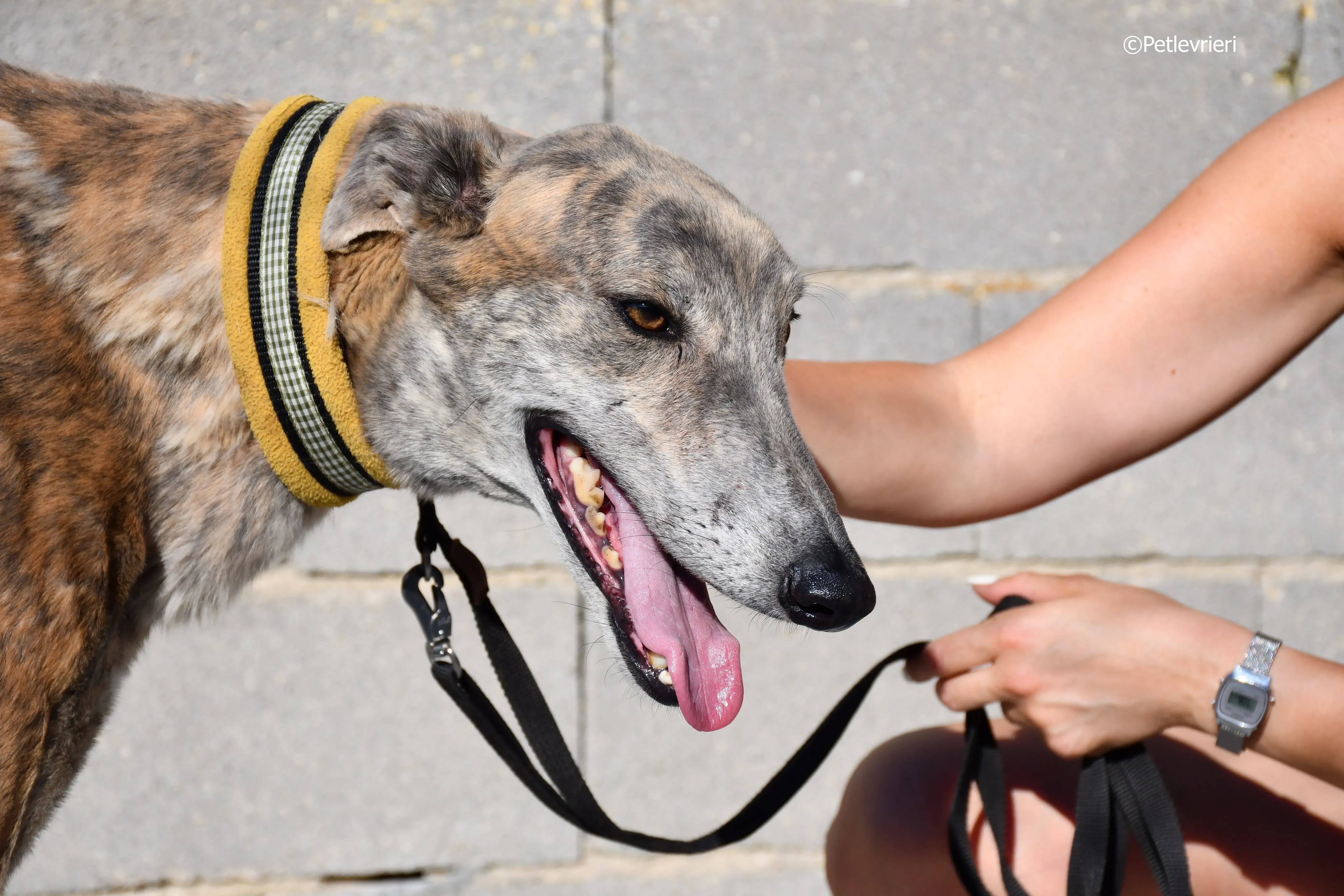 duke adozione levrieri galgo 15