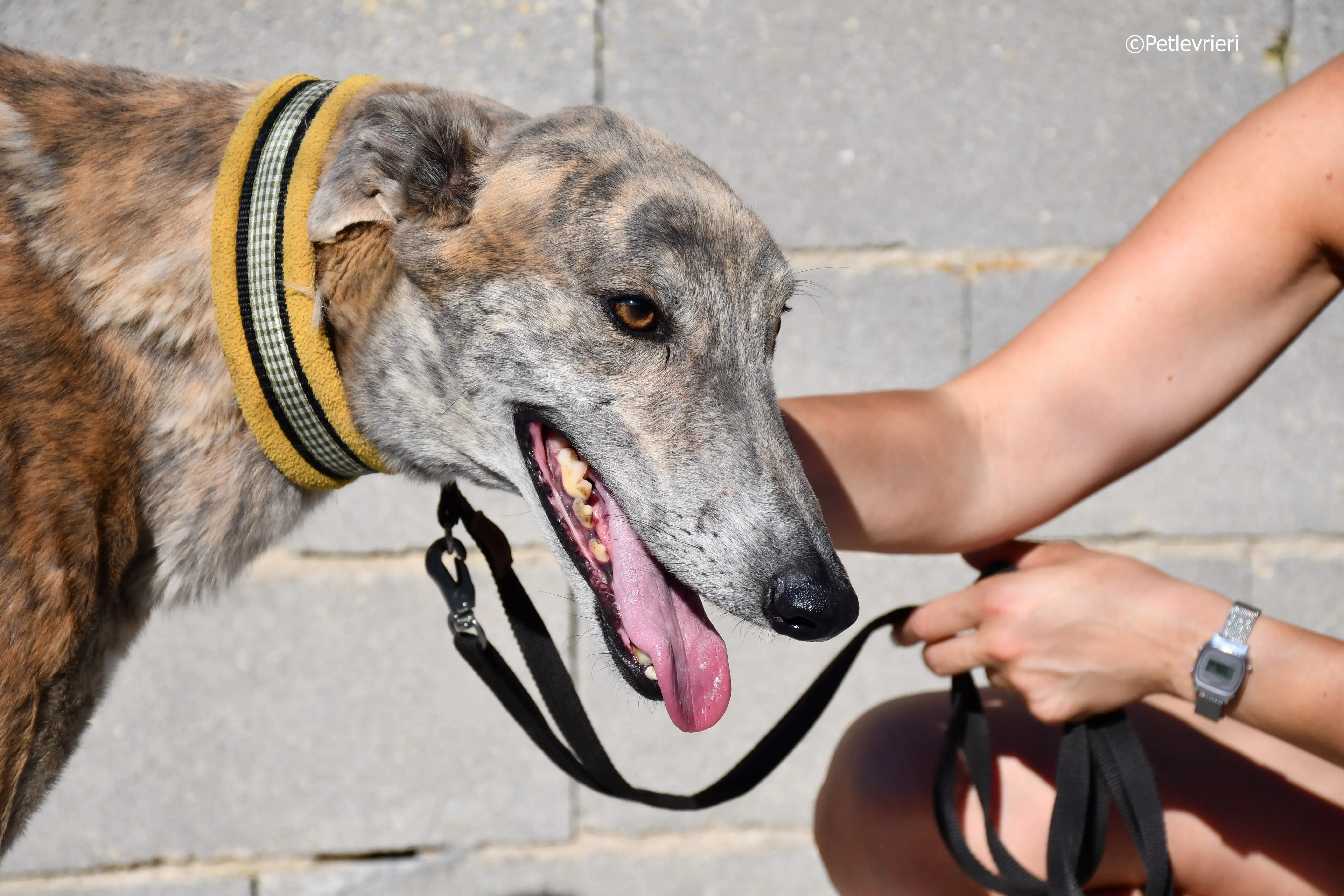 duke adozione levrieri galgo 16