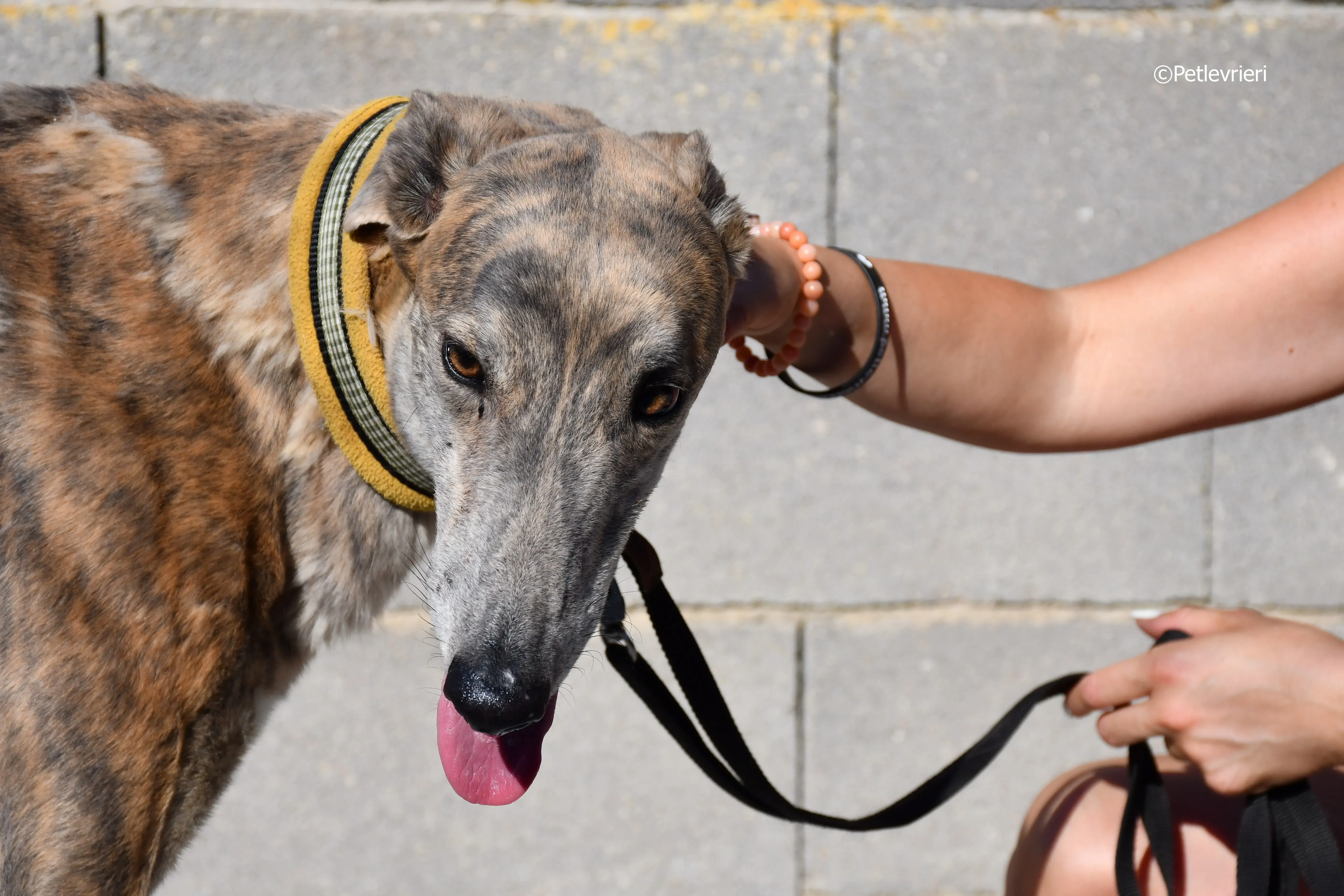 duke adozione levrieri galgo 17