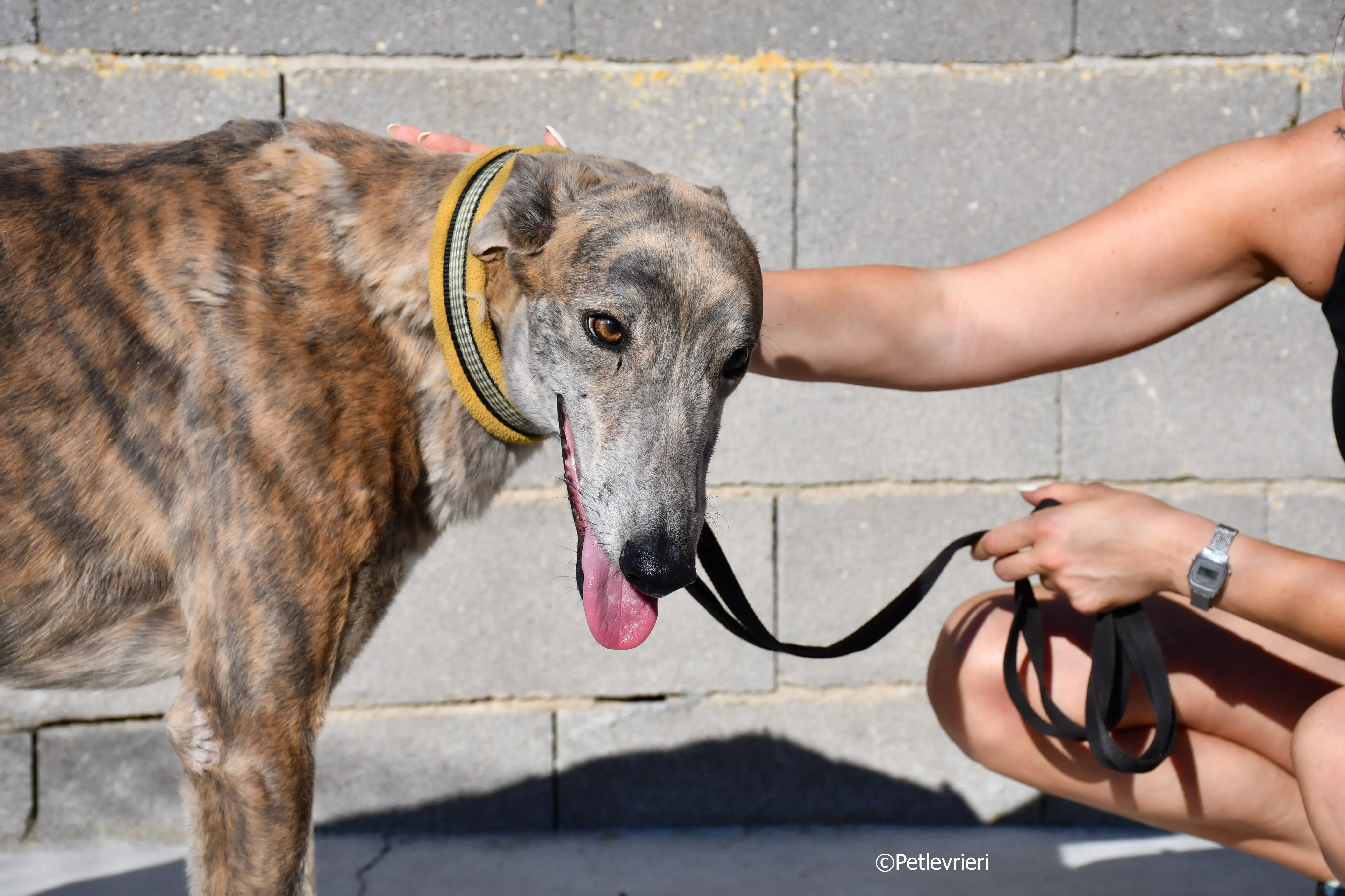 duke adozione levrieri galgo 18