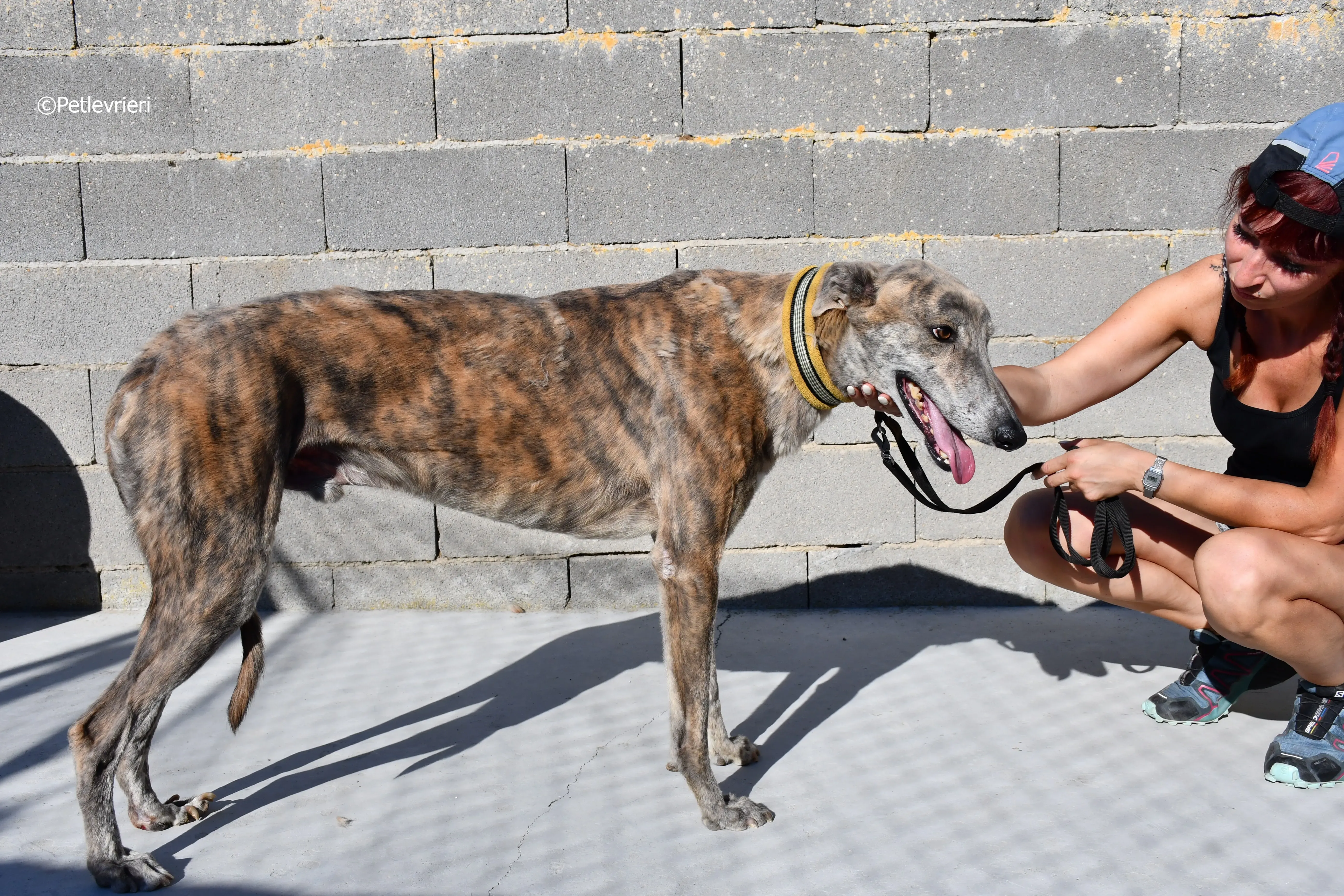 duke adozione levrieri galgo 19