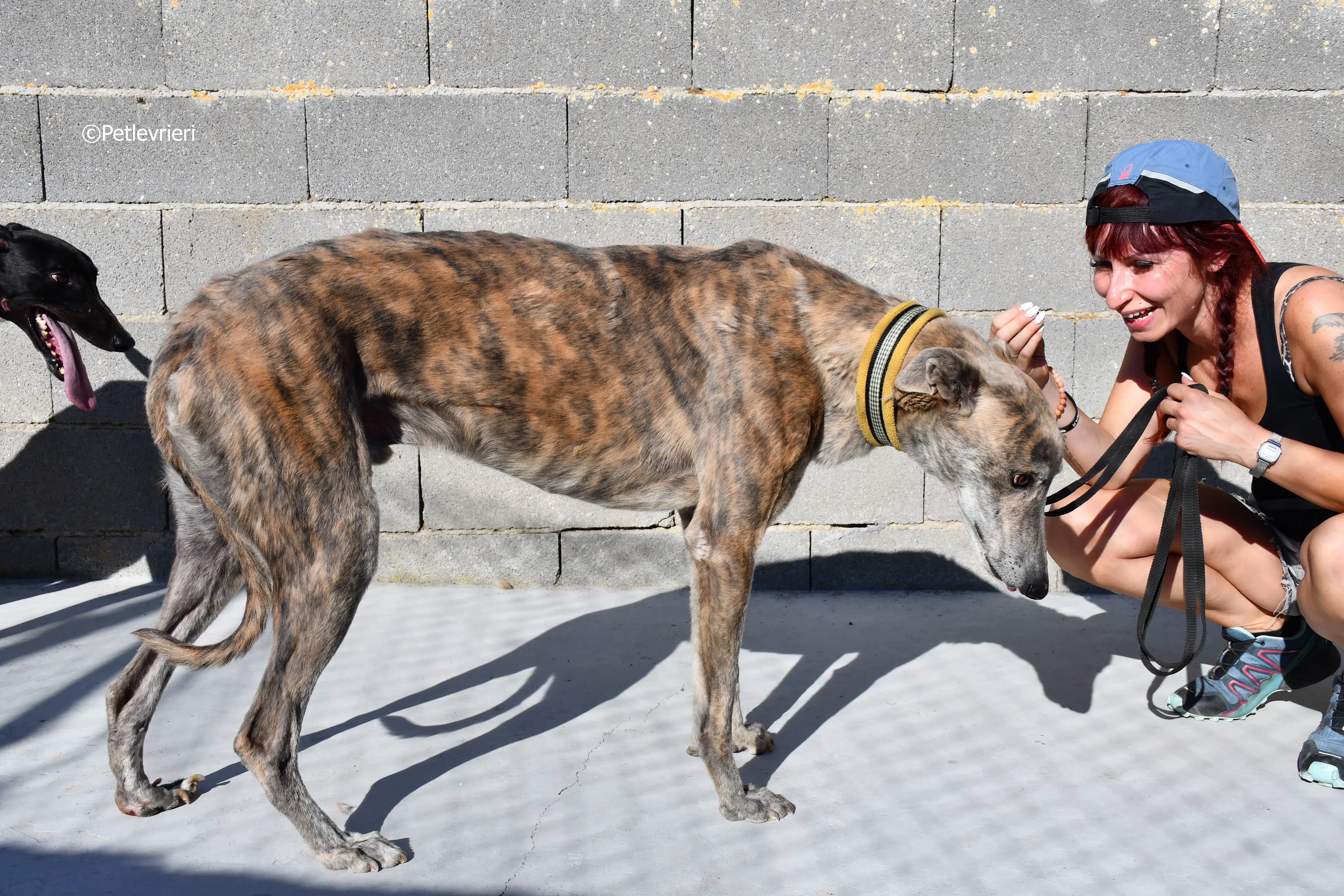 duke adozione levrieri galgo 20