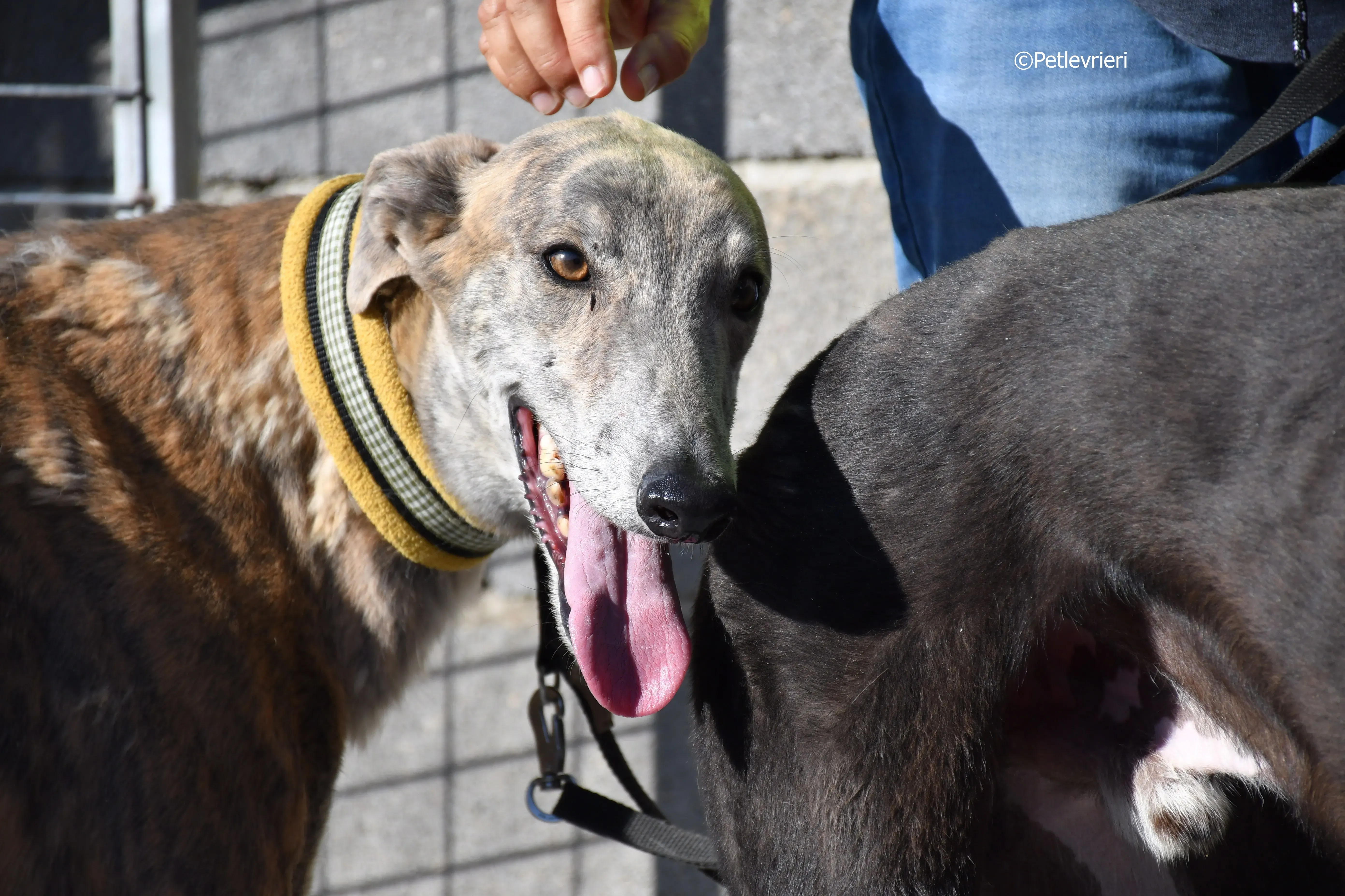 duke adozione levrieri galgo 21