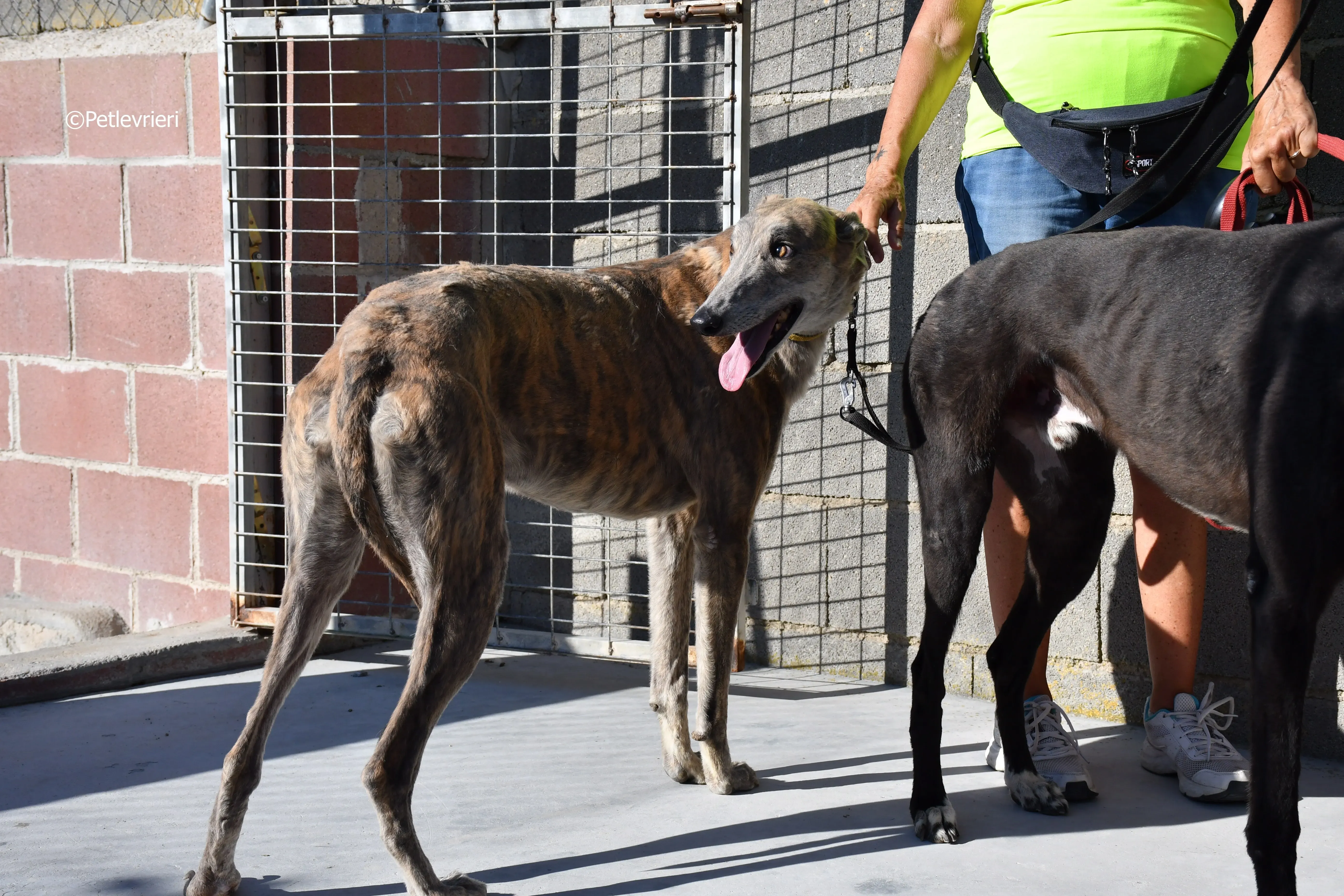 duke adozione levrieri galgo 22