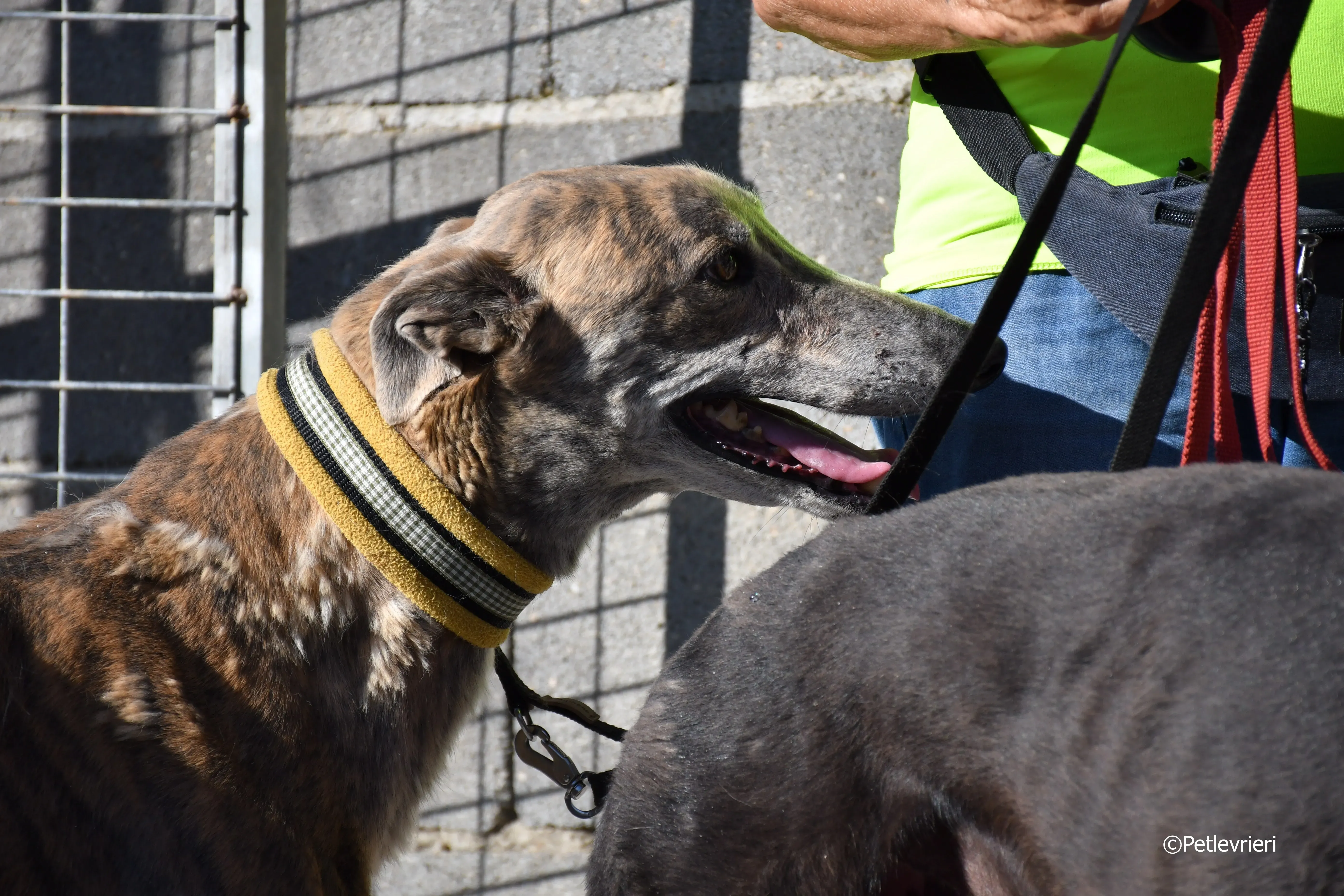 duke adozione levrieri galgo 23