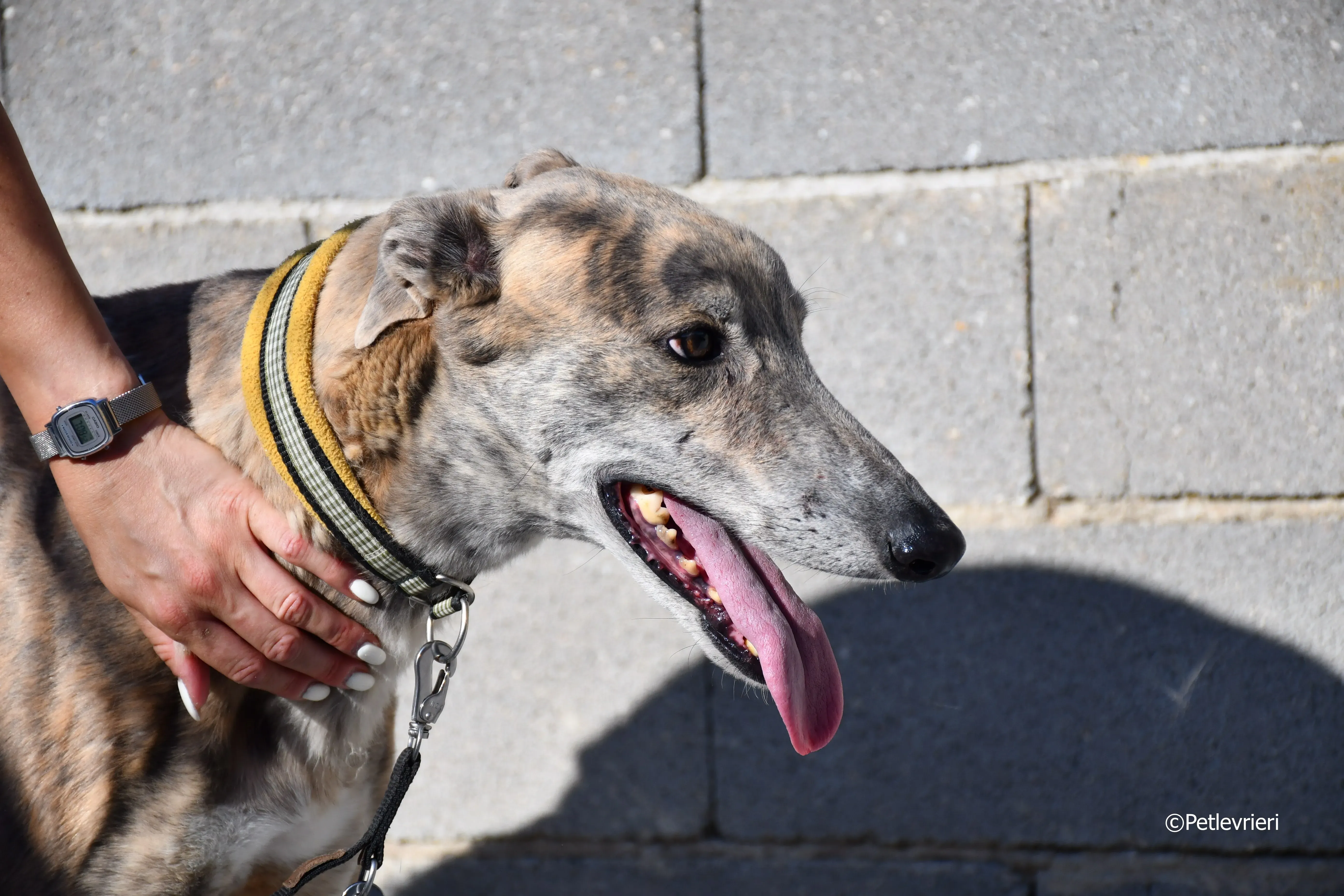 duke adozione levrieri galgo 24