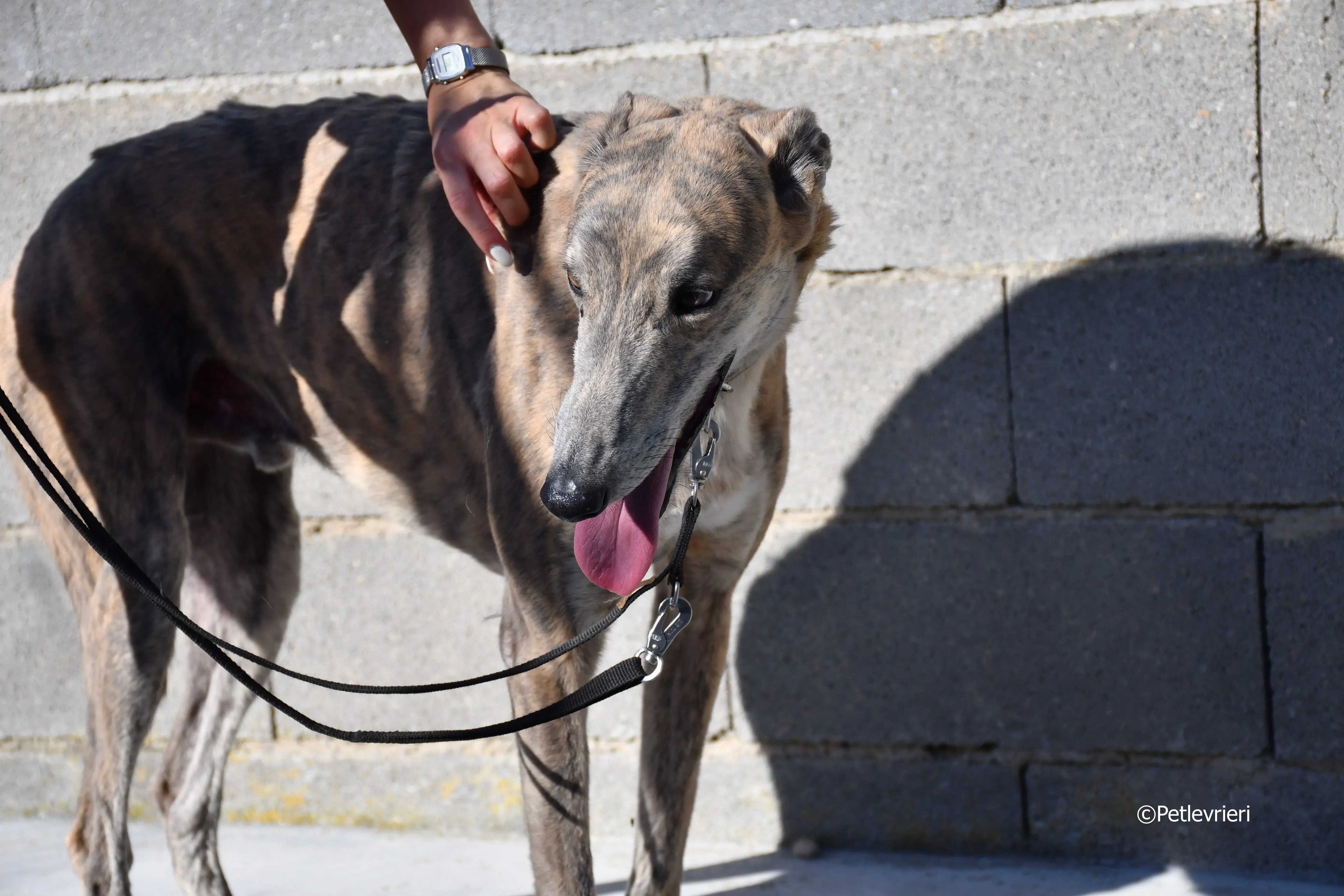 duke adozione levrieri galgo 25