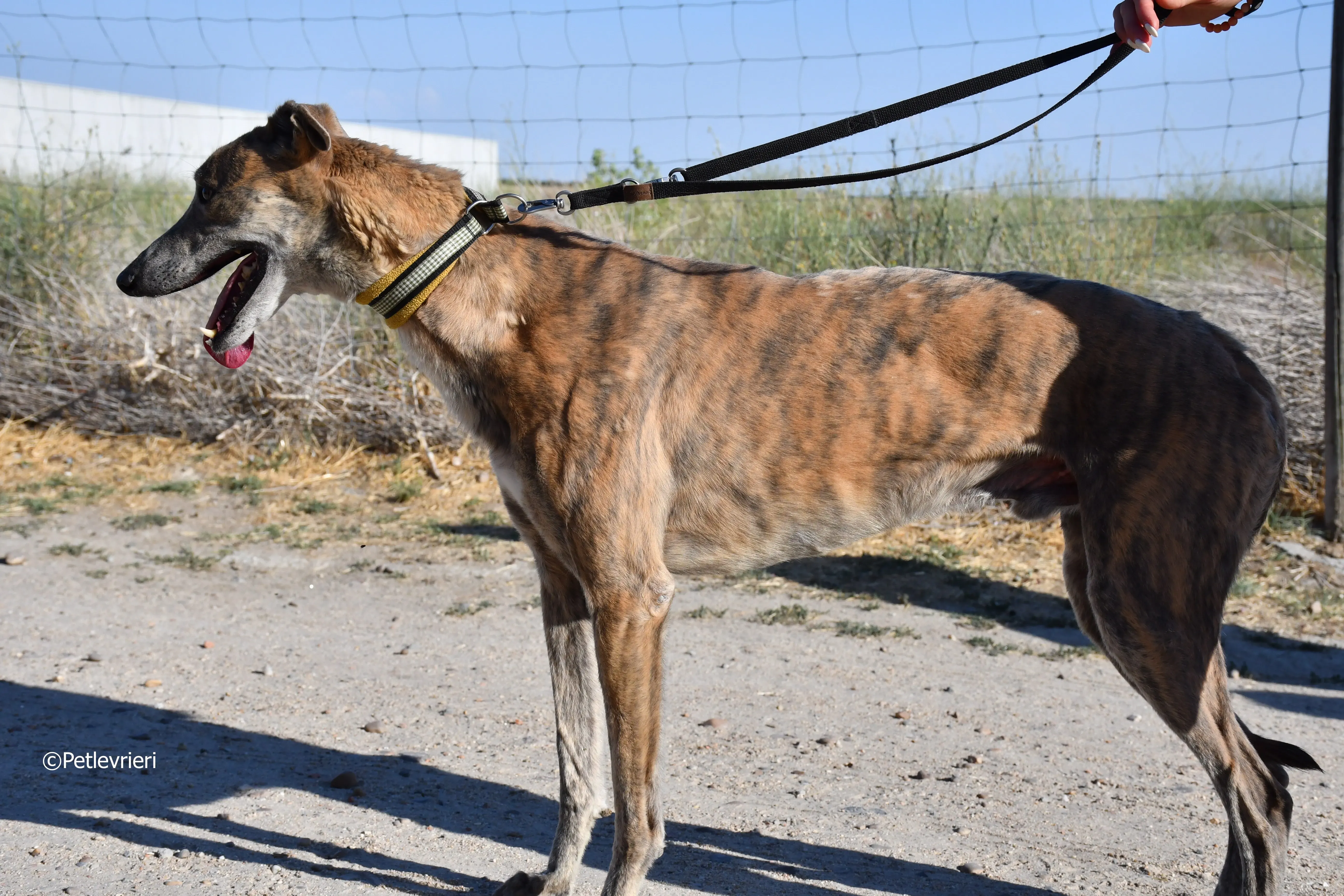duke adozione levrieri galgo 26