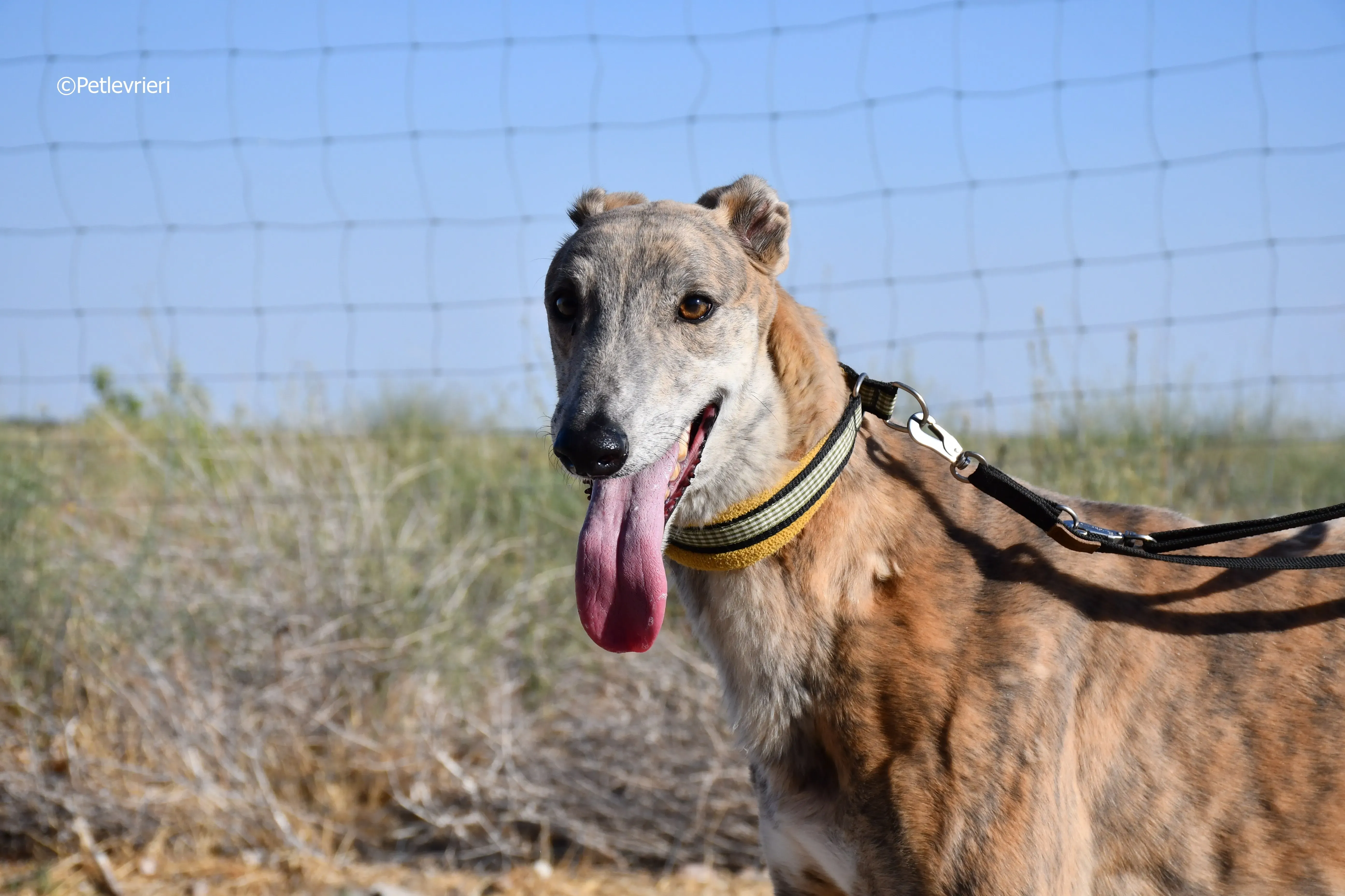 duke adozione levrieri galgo 28