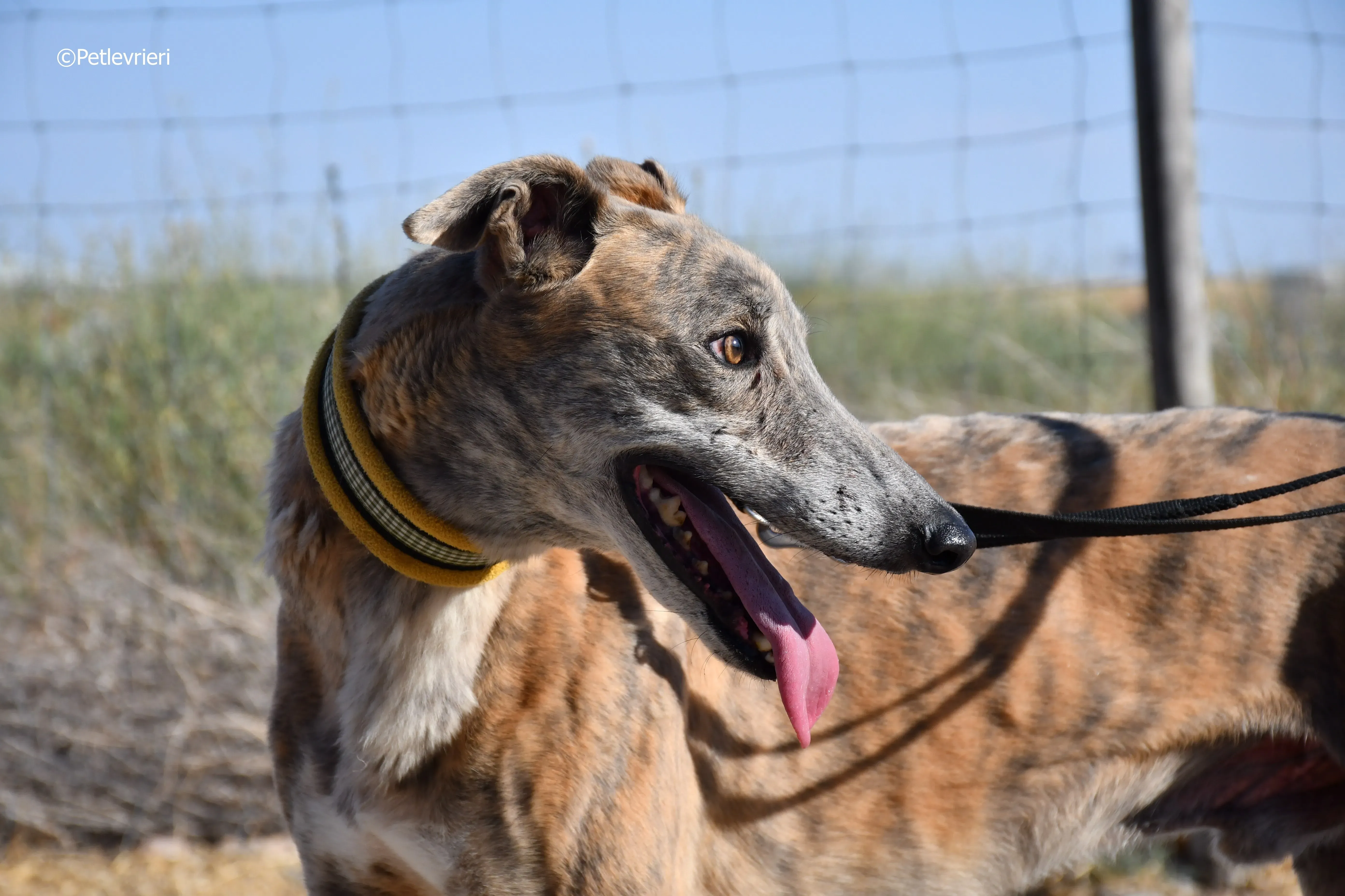 duke adozione levrieri galgo 29