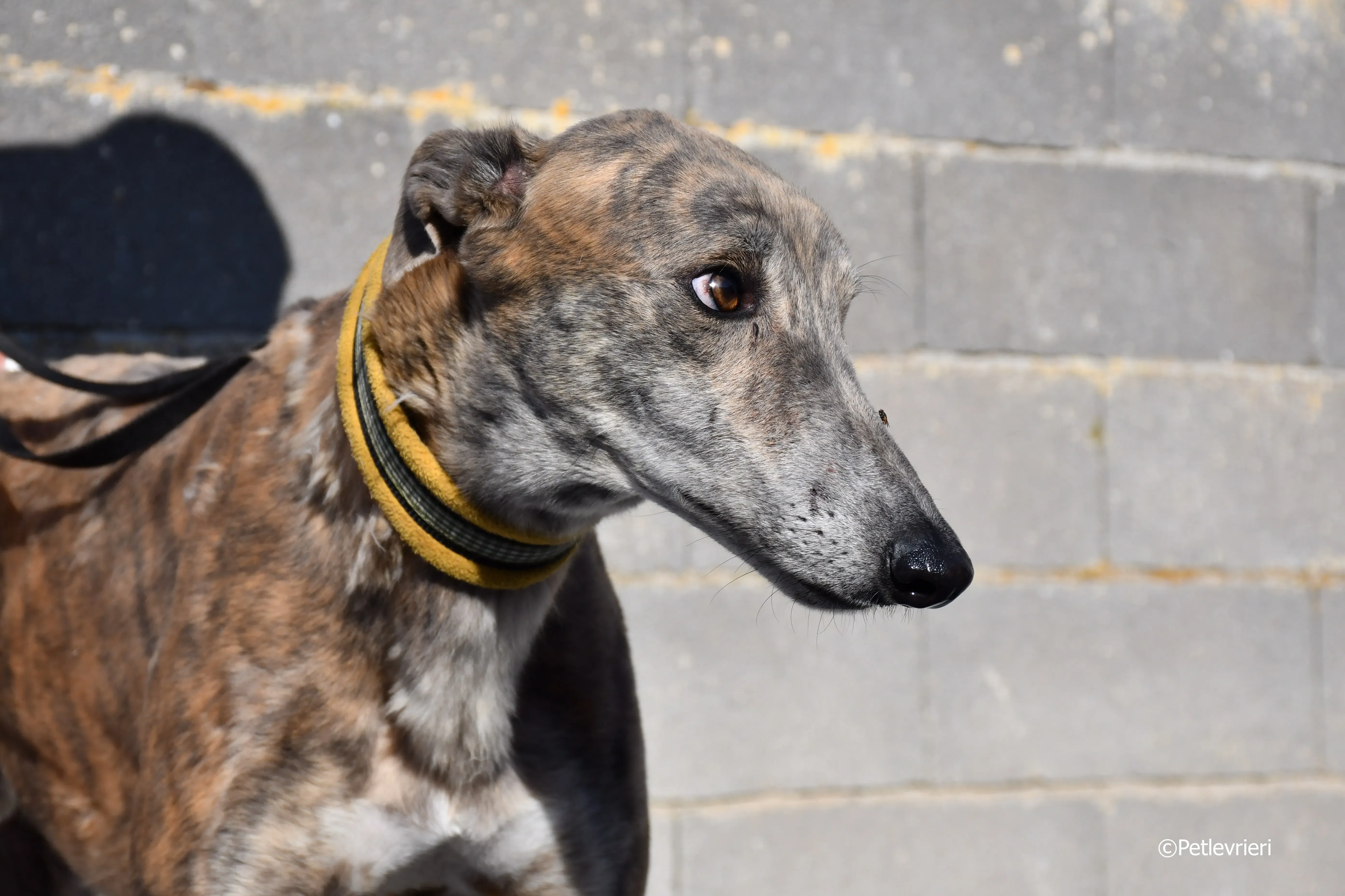 duke adozione levrieri galgo 4