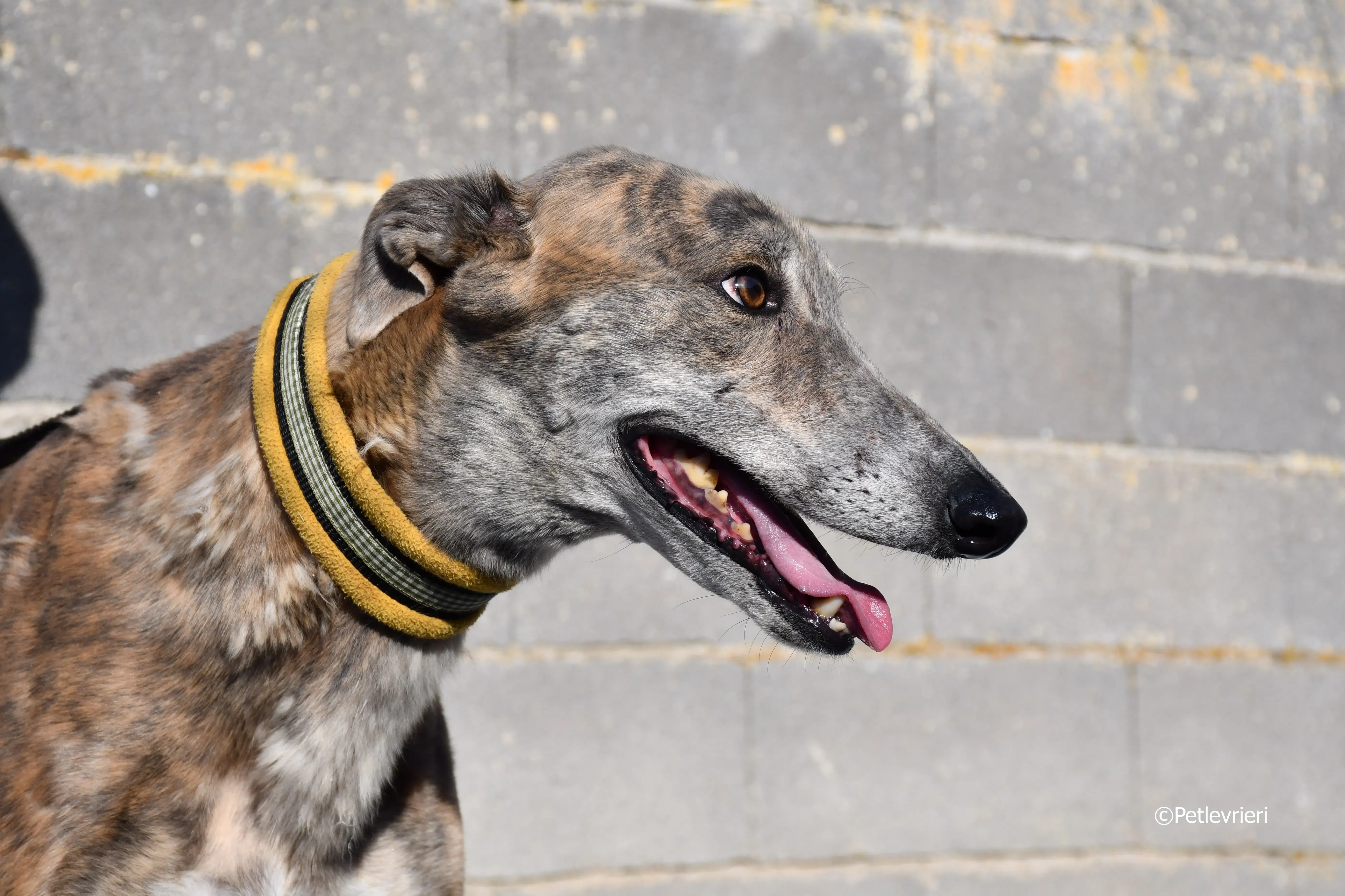 duke adozione levrieri galgo 5