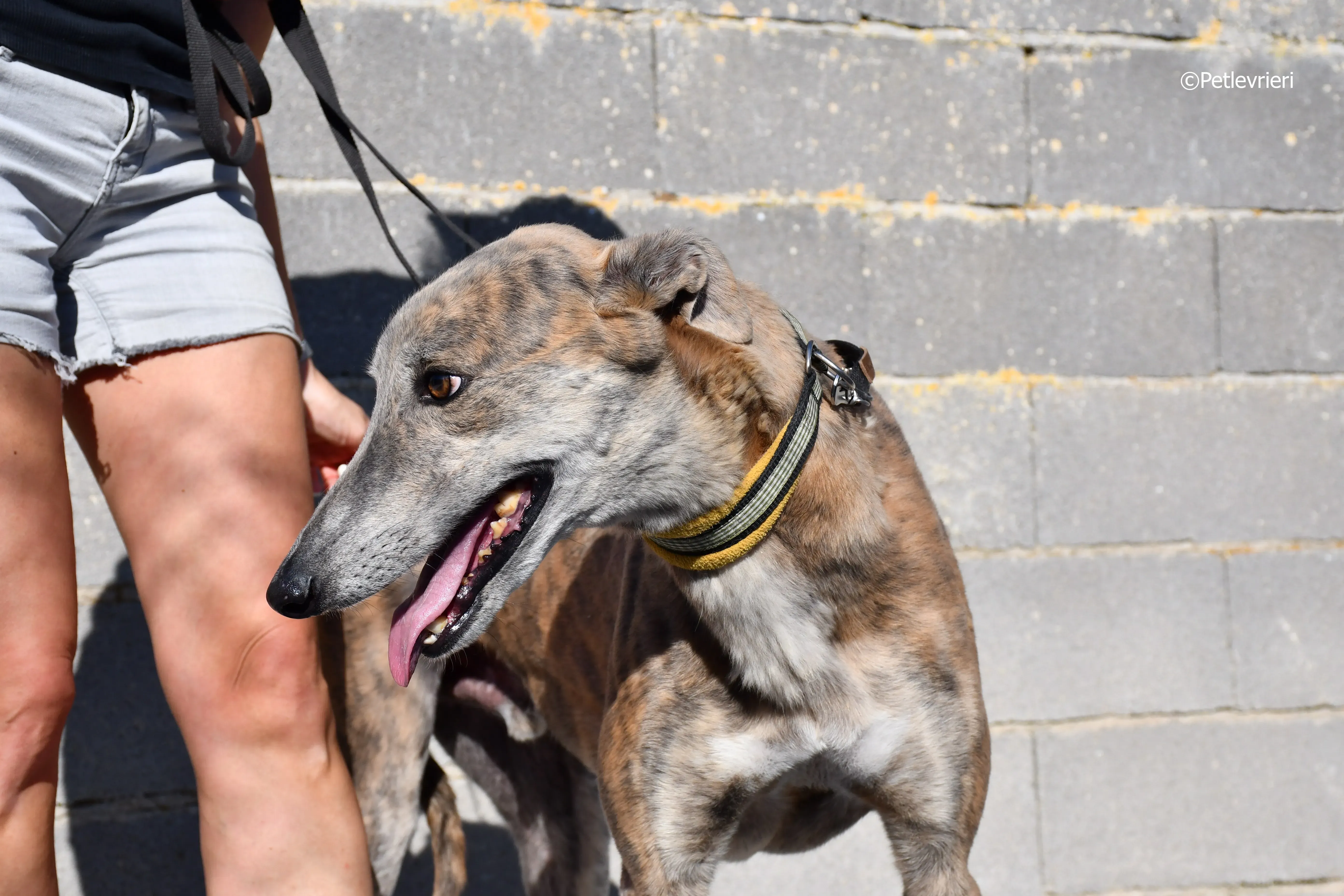 duke adozione levrieri galgo 6