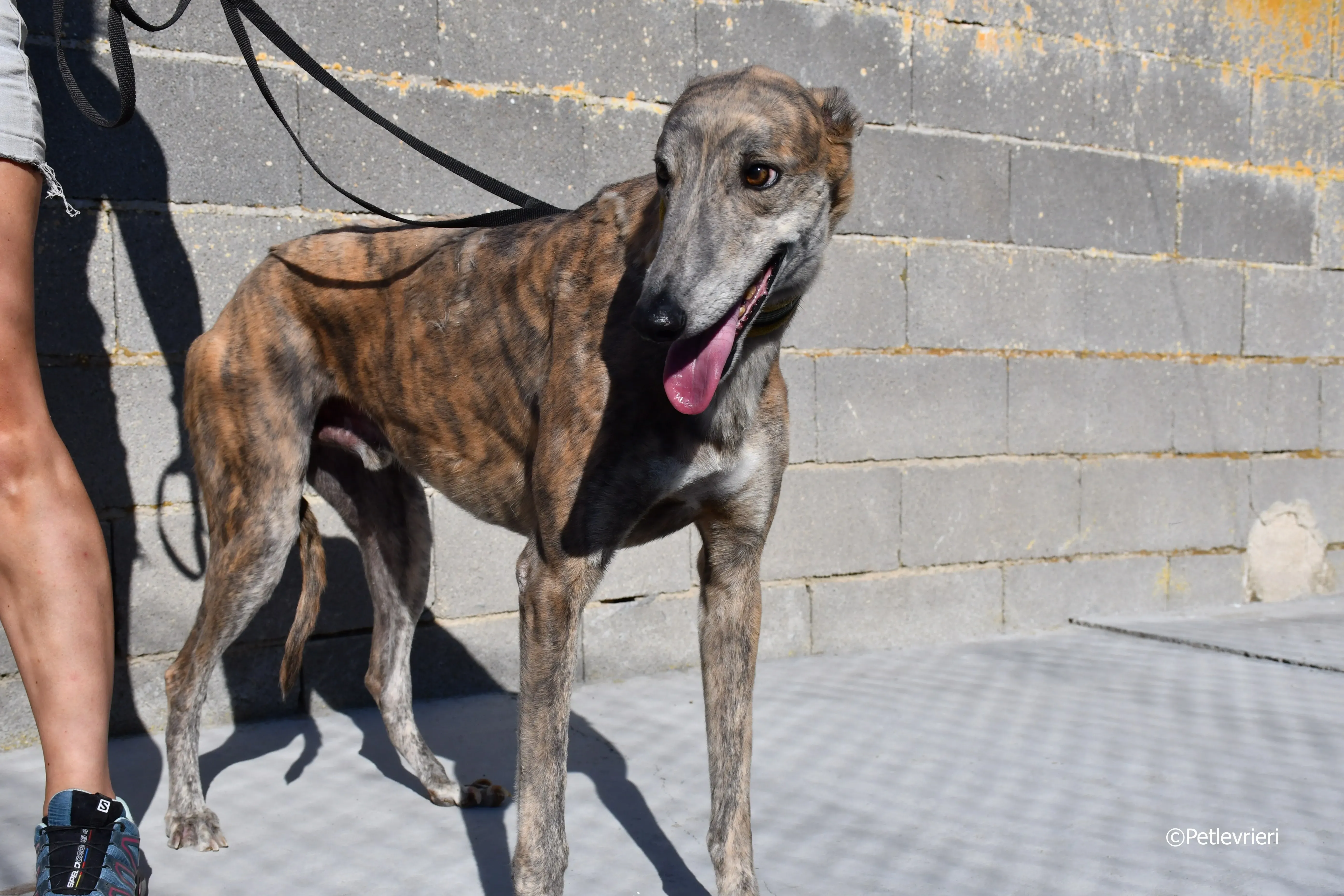 duke adozione levrieri galgo 7