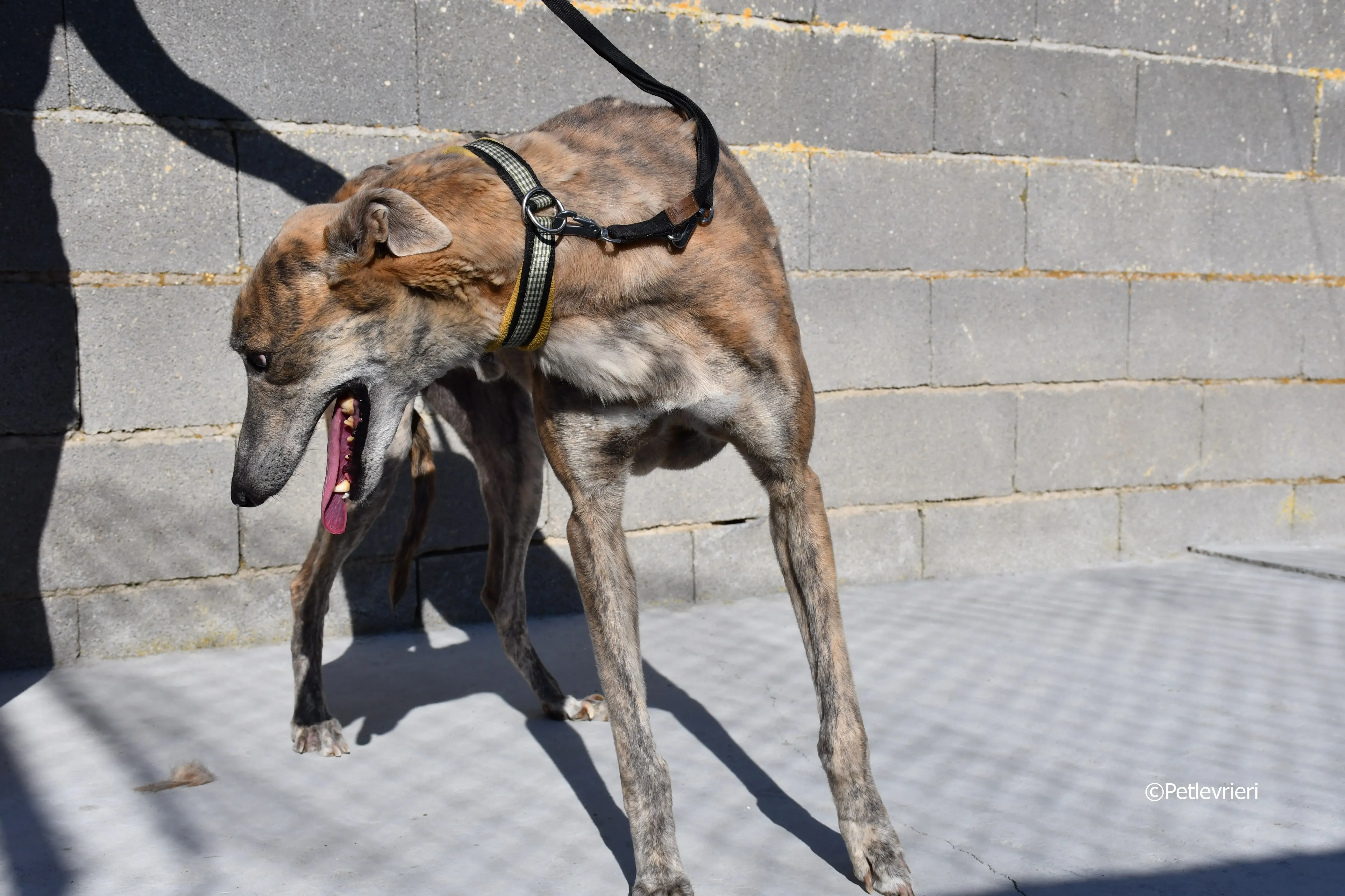 duke adozione levrieri galgo 8