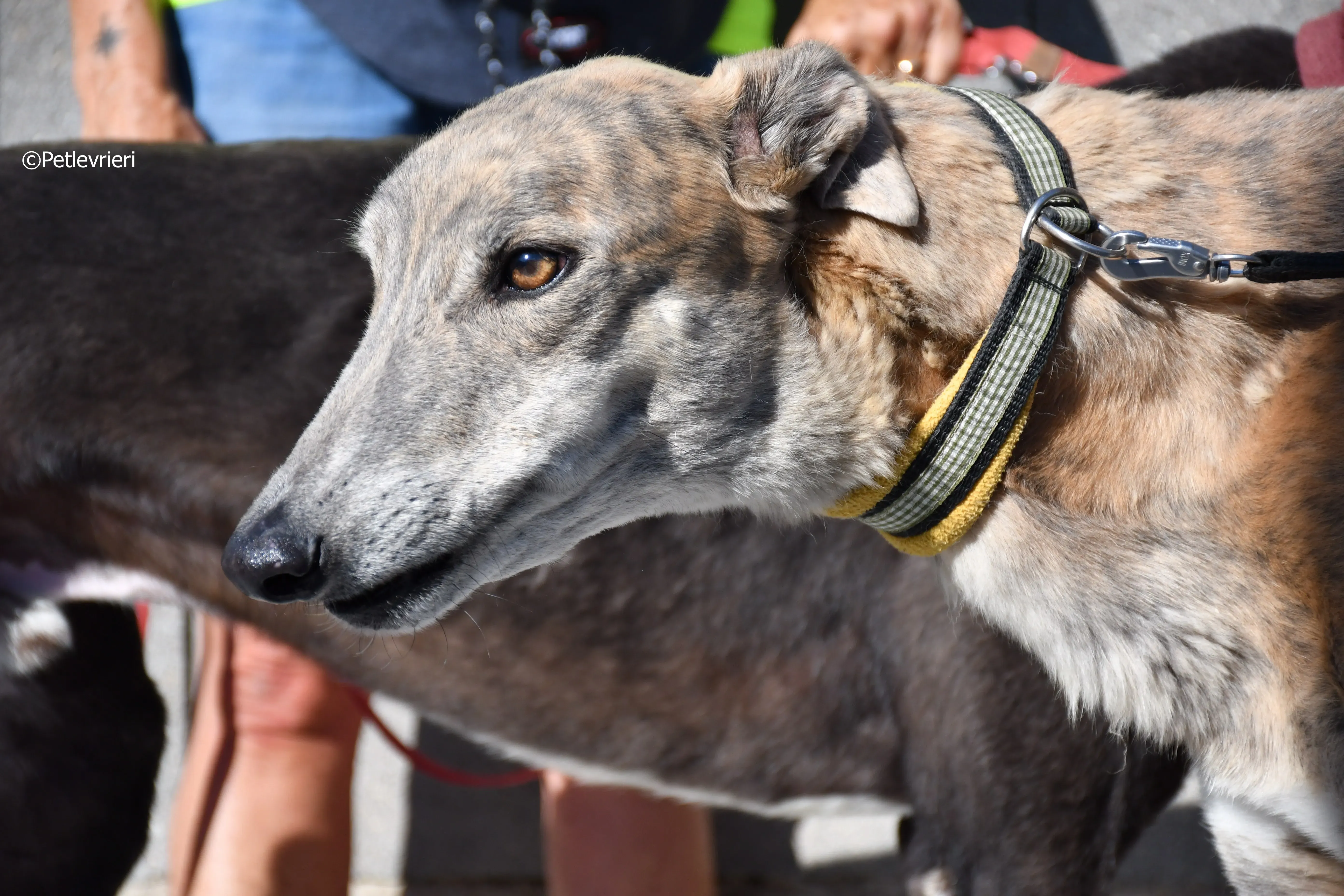 duke adozione levrieri galgo 9