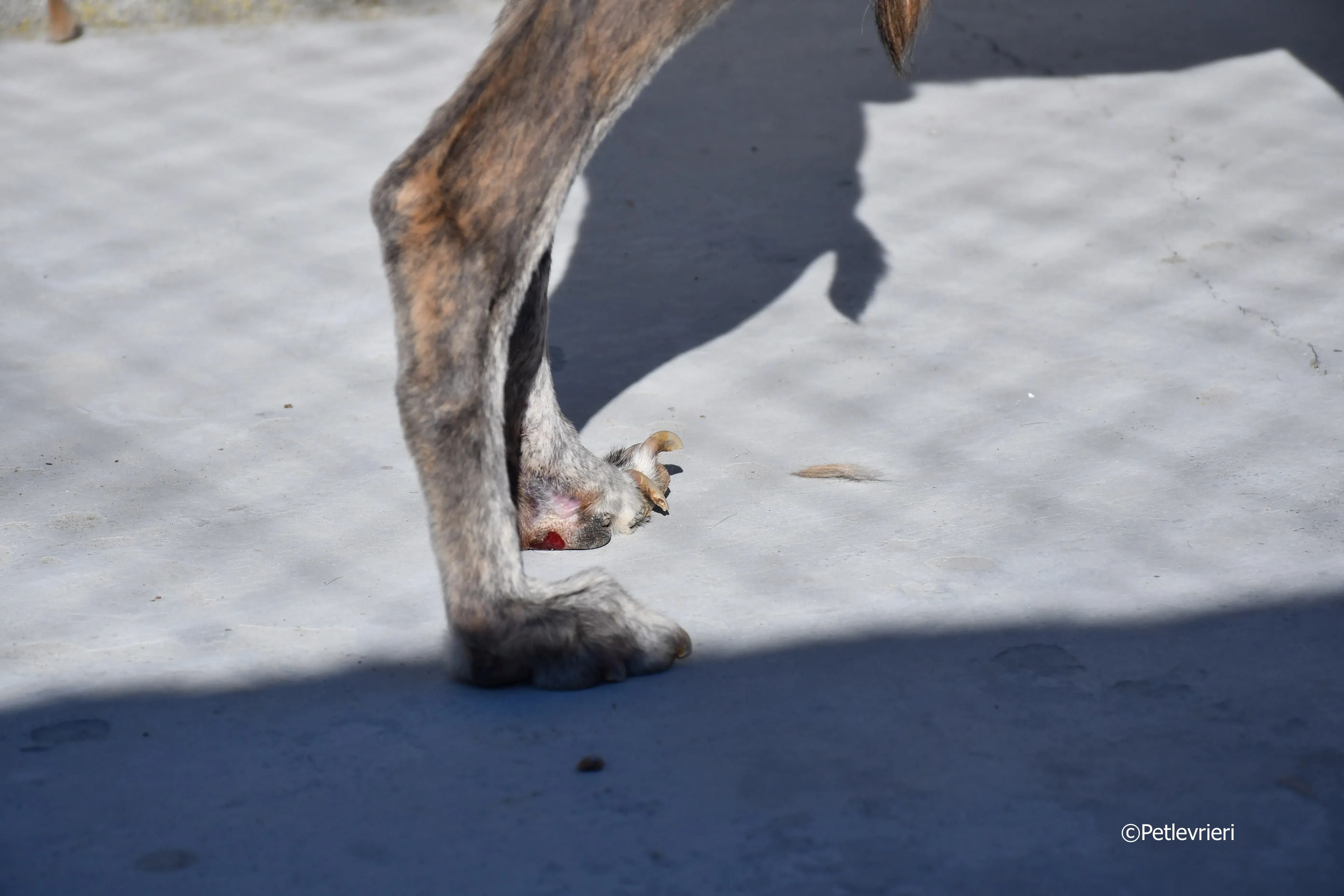 duke adozione levrieri galgo z