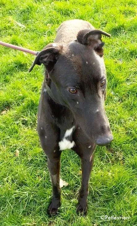 duke adozione levrieri greyhound 1