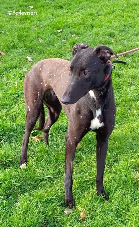 duke adozione levrieri greyhound 2
