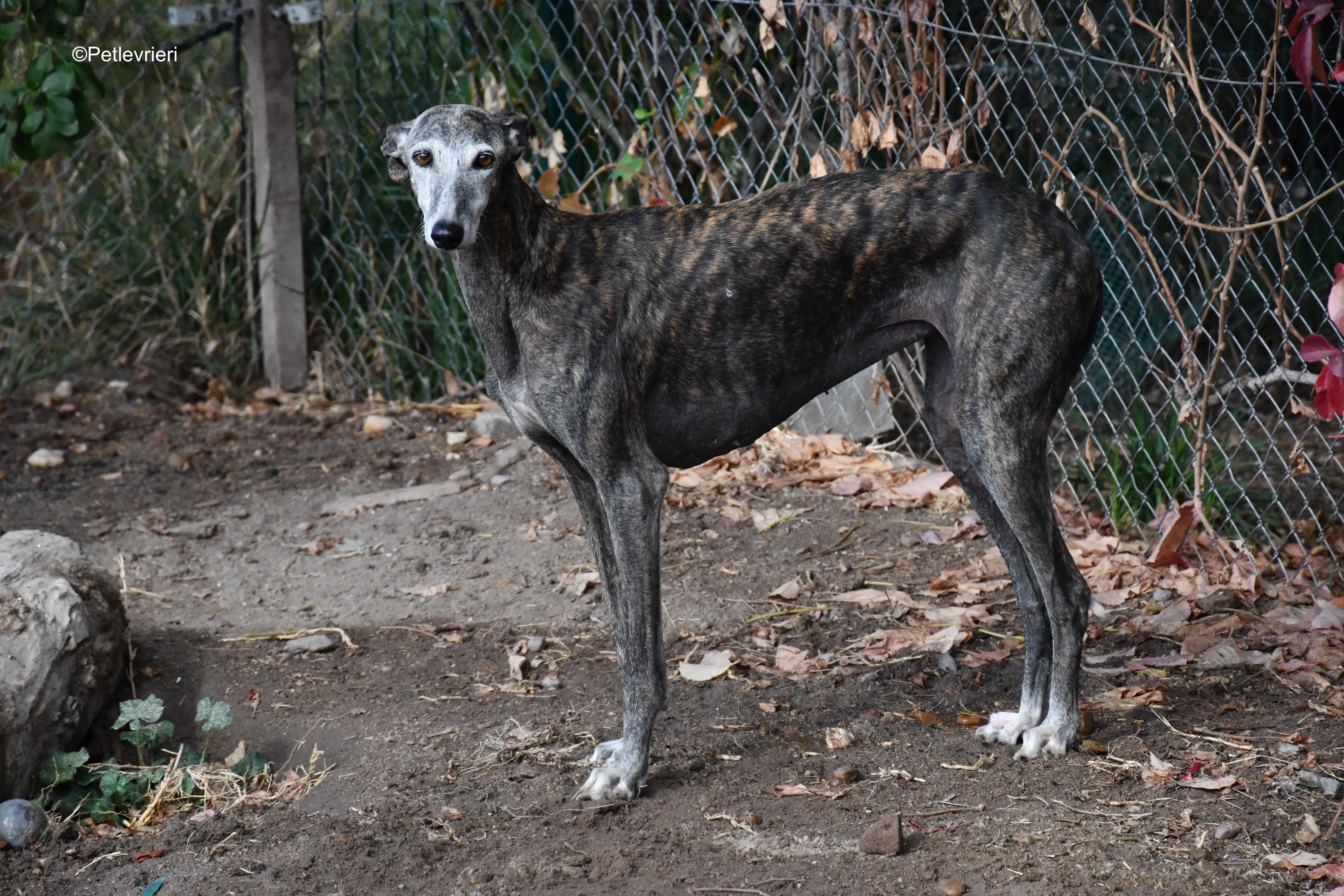 dulcinea adozione levrieri galgo 1