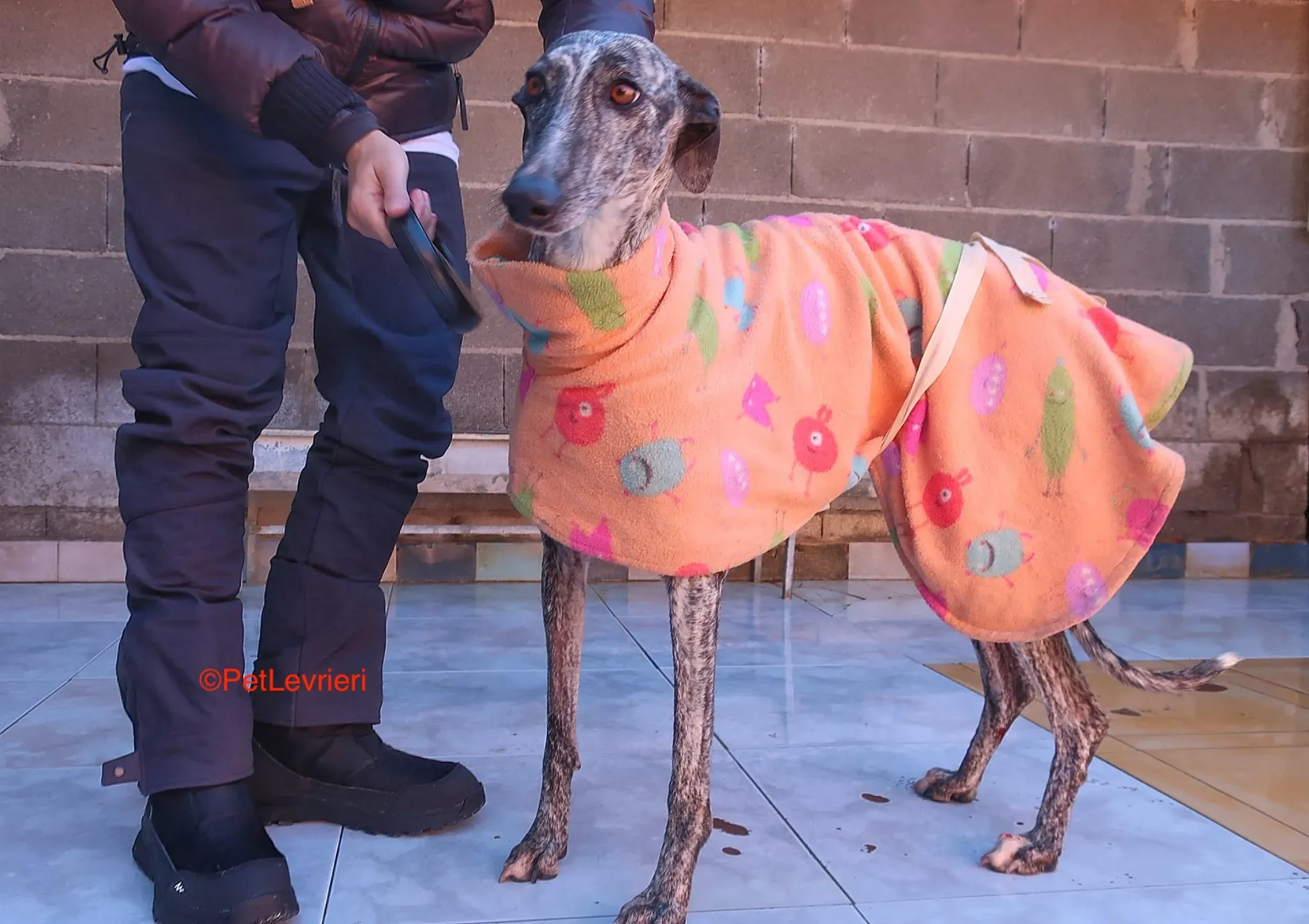dulcinea adozione levrieri galgo 2