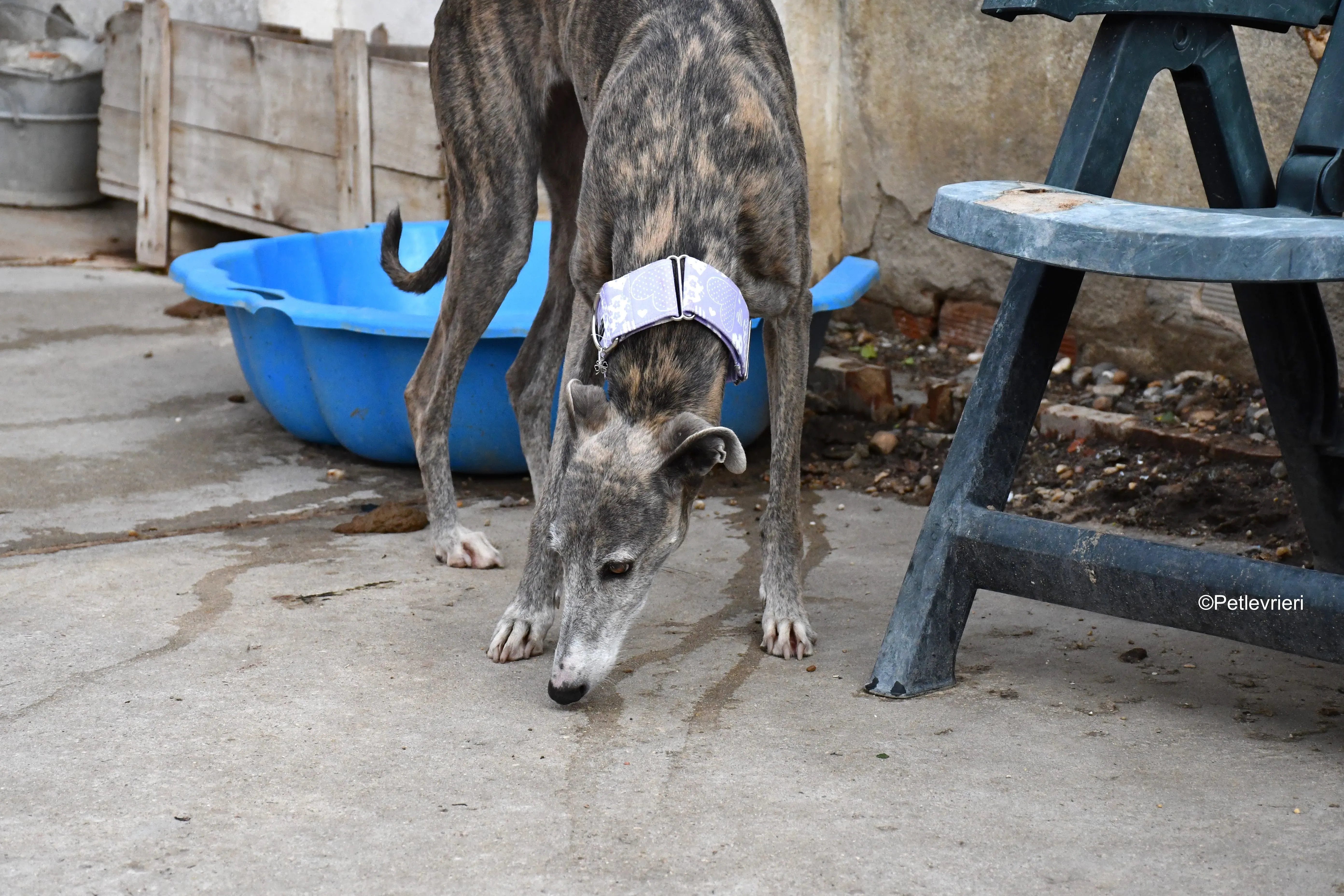 duna adozione levrieri galgo 1