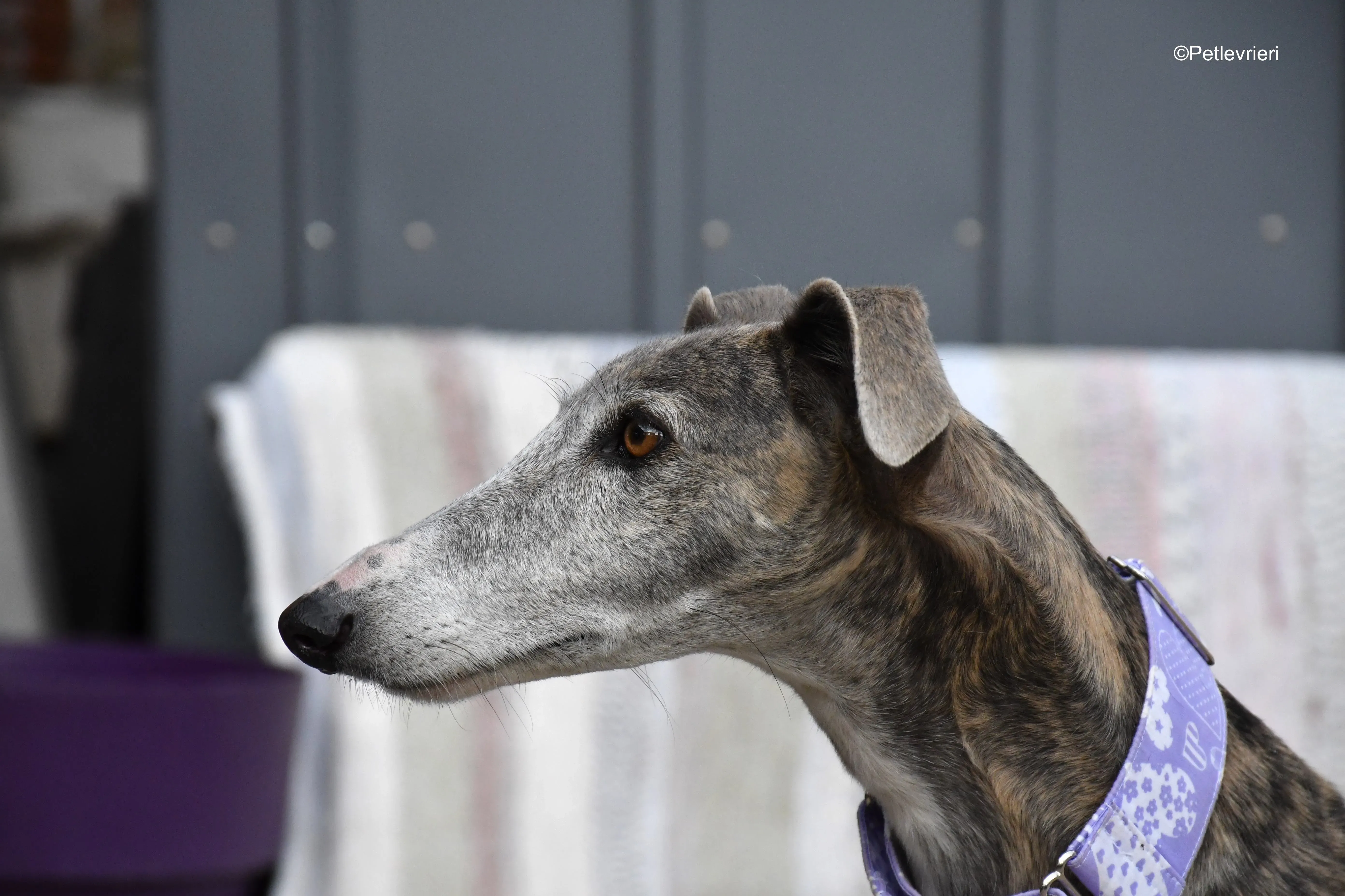 duna adozione levrieri galgo 12