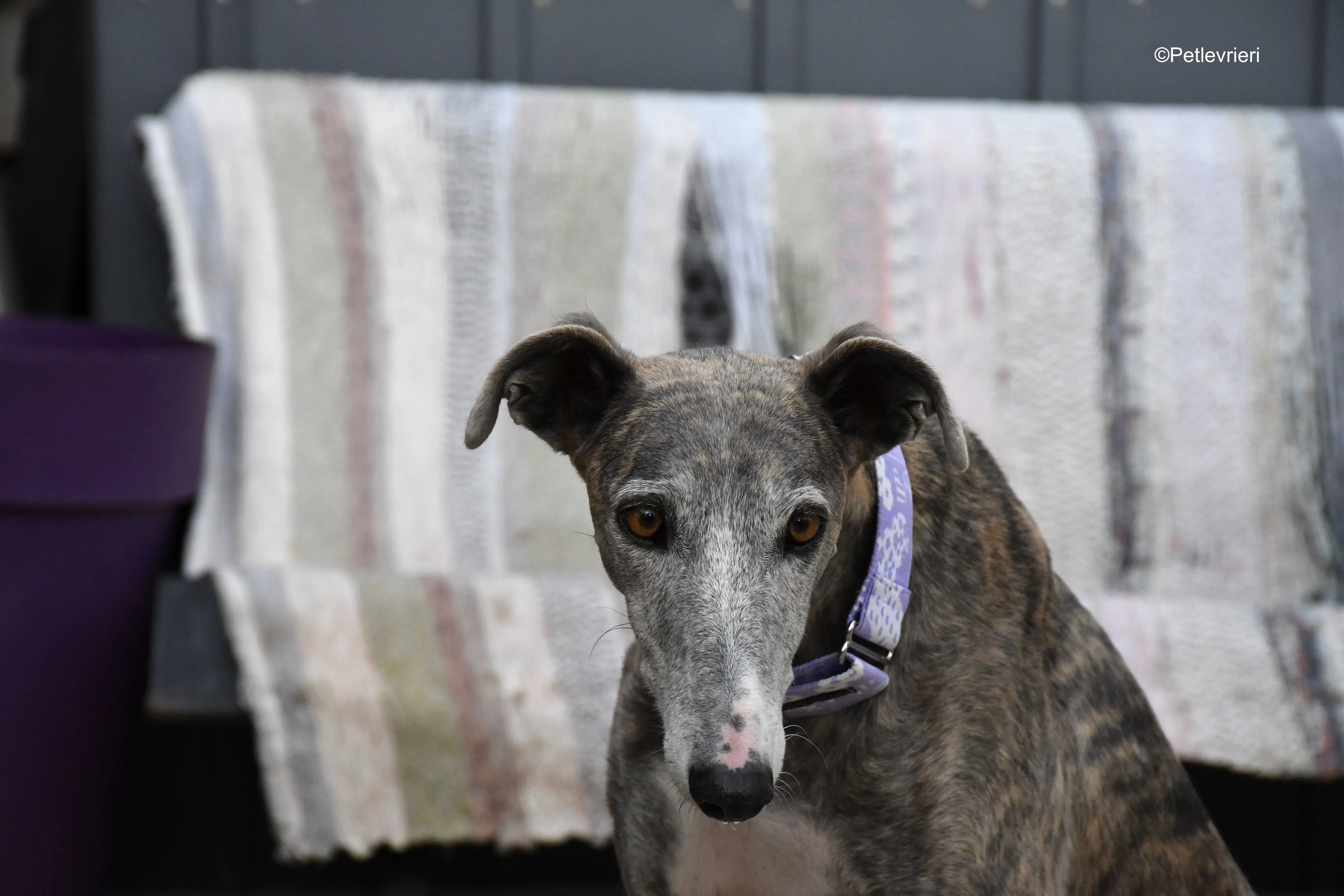 duna adozione levrieri galgo 13