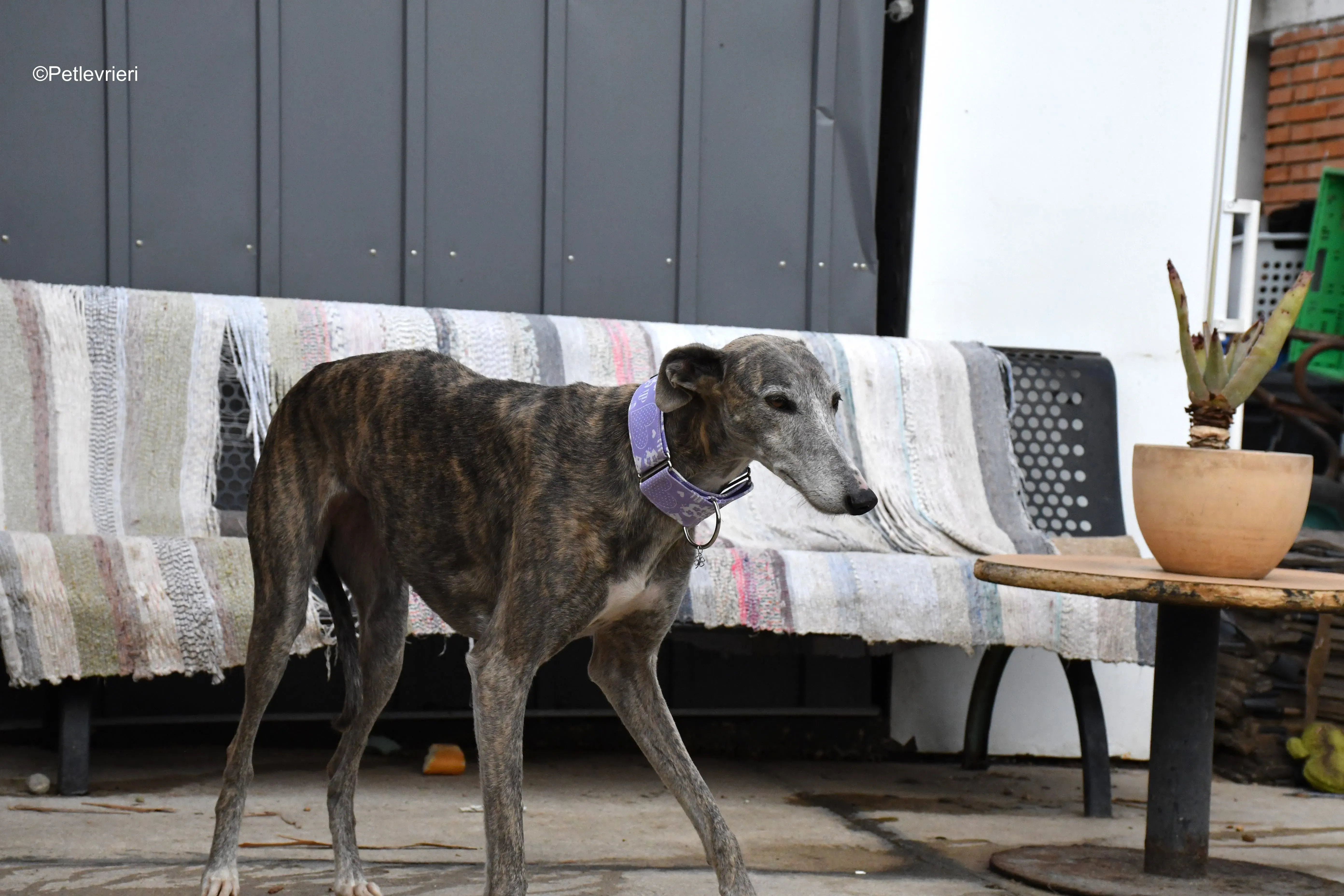 duna adozione levrieri galgo 17